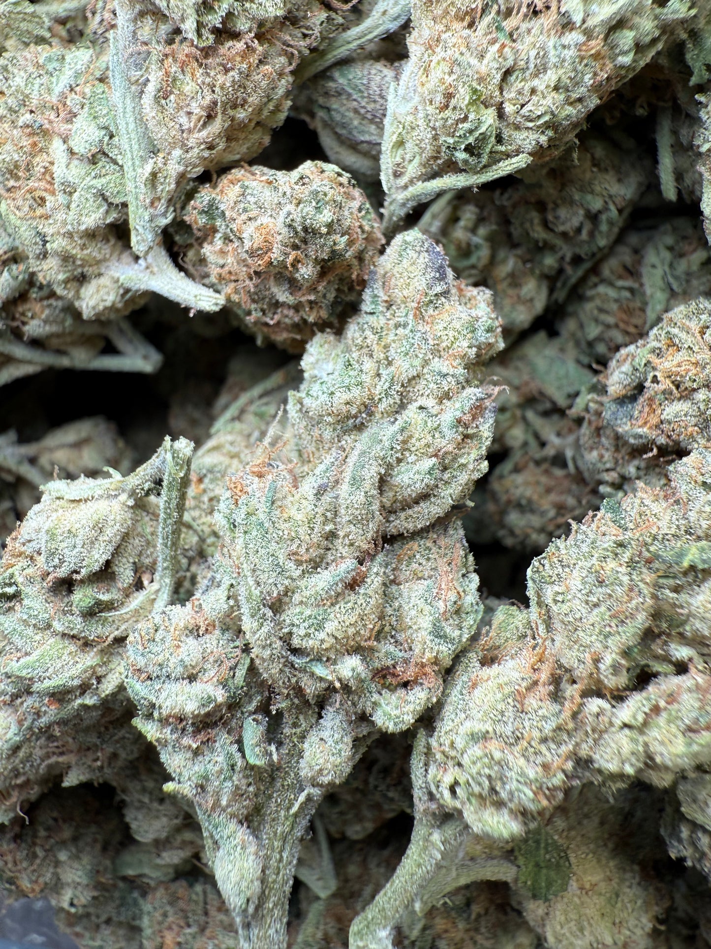 1 Pound - Bubble Gum THCA Strain Frisco Labs