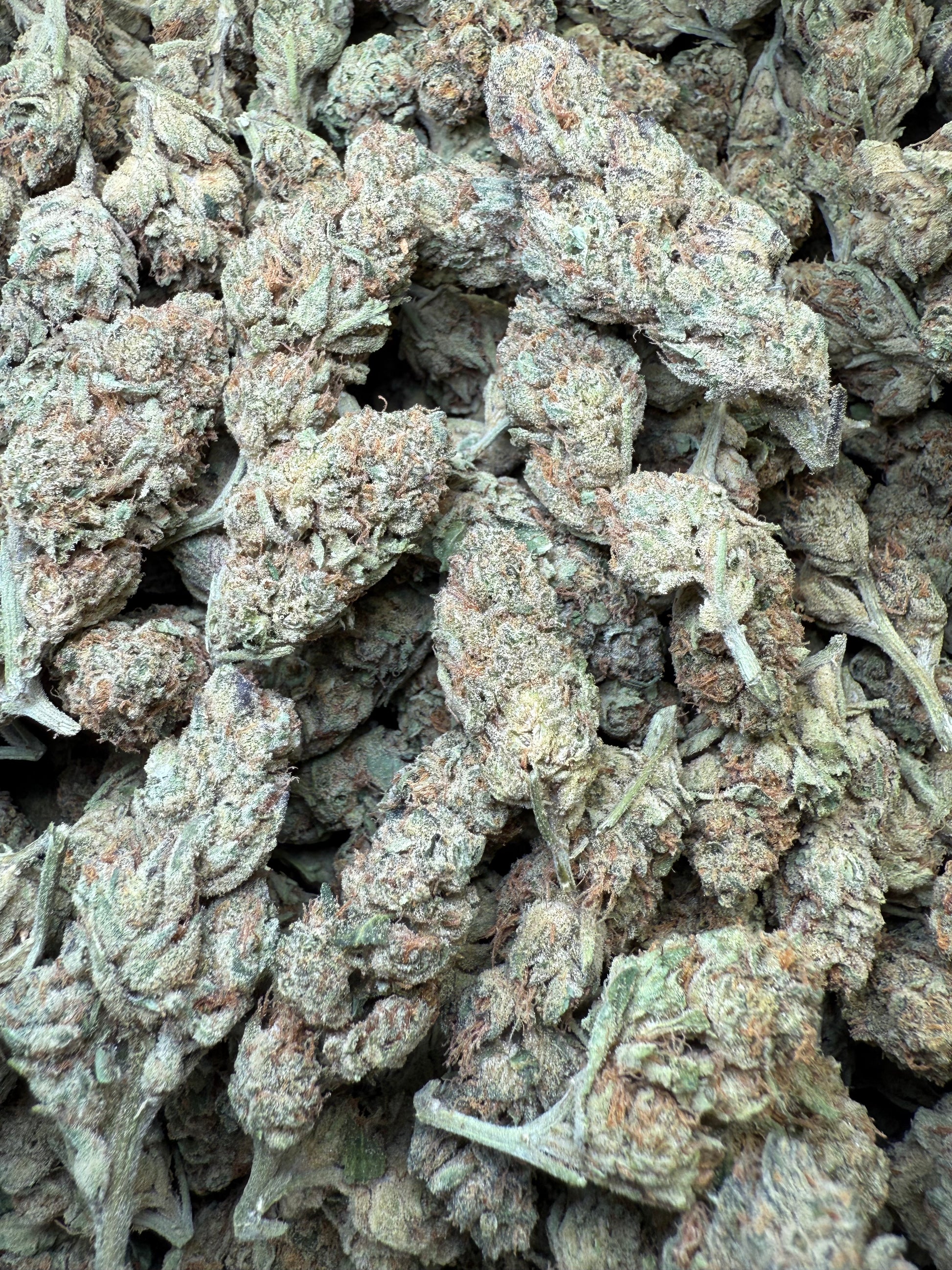 1 Pound - Bubble Gum THCA Strain Frisco Labs