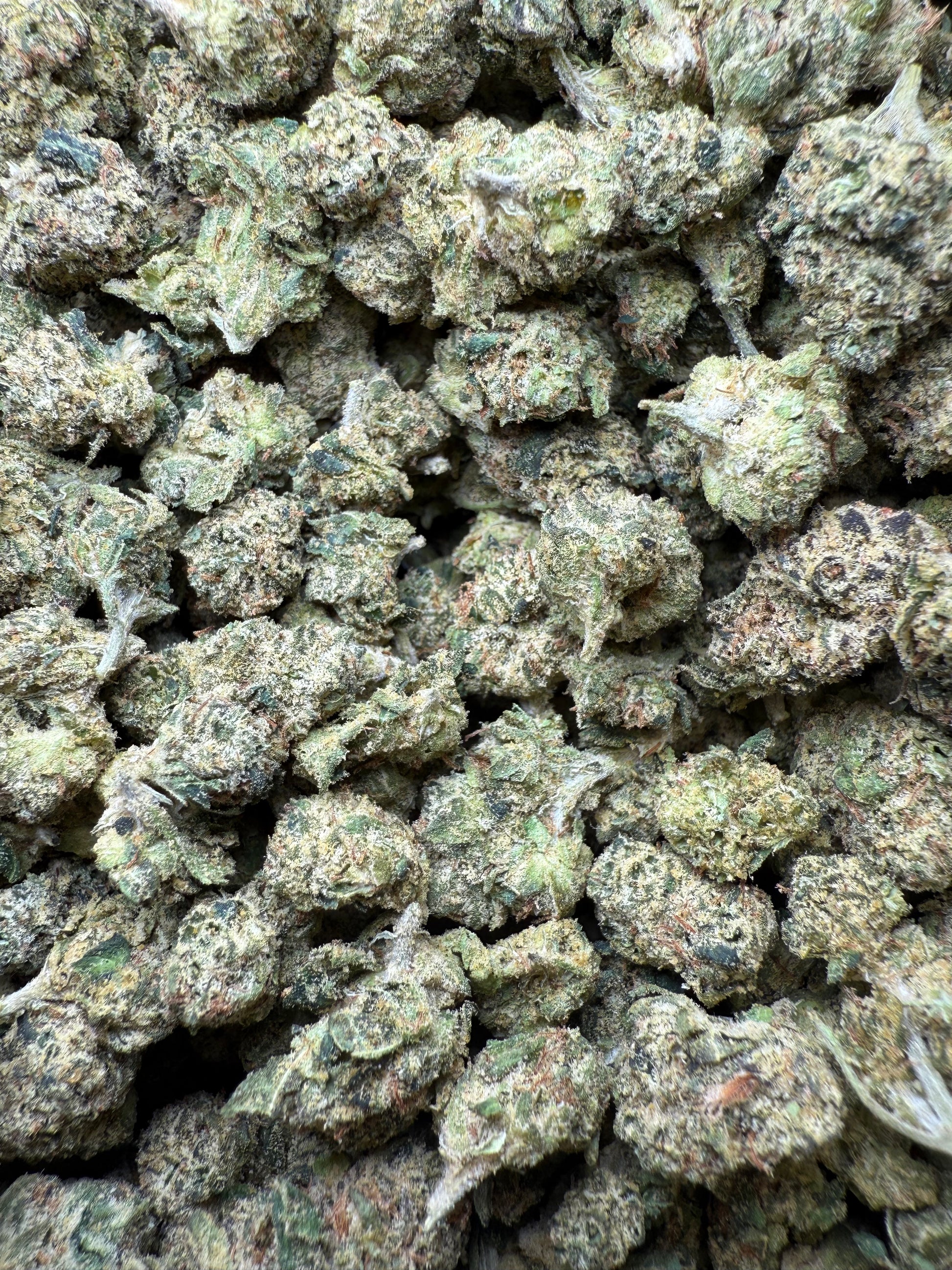 1 Pound - Candy Gelato Small FL Fulfillment Center