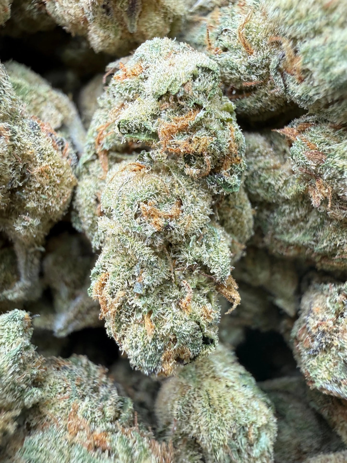 1 Pound - Cheetah Piss THCA Strain Frisco Labs