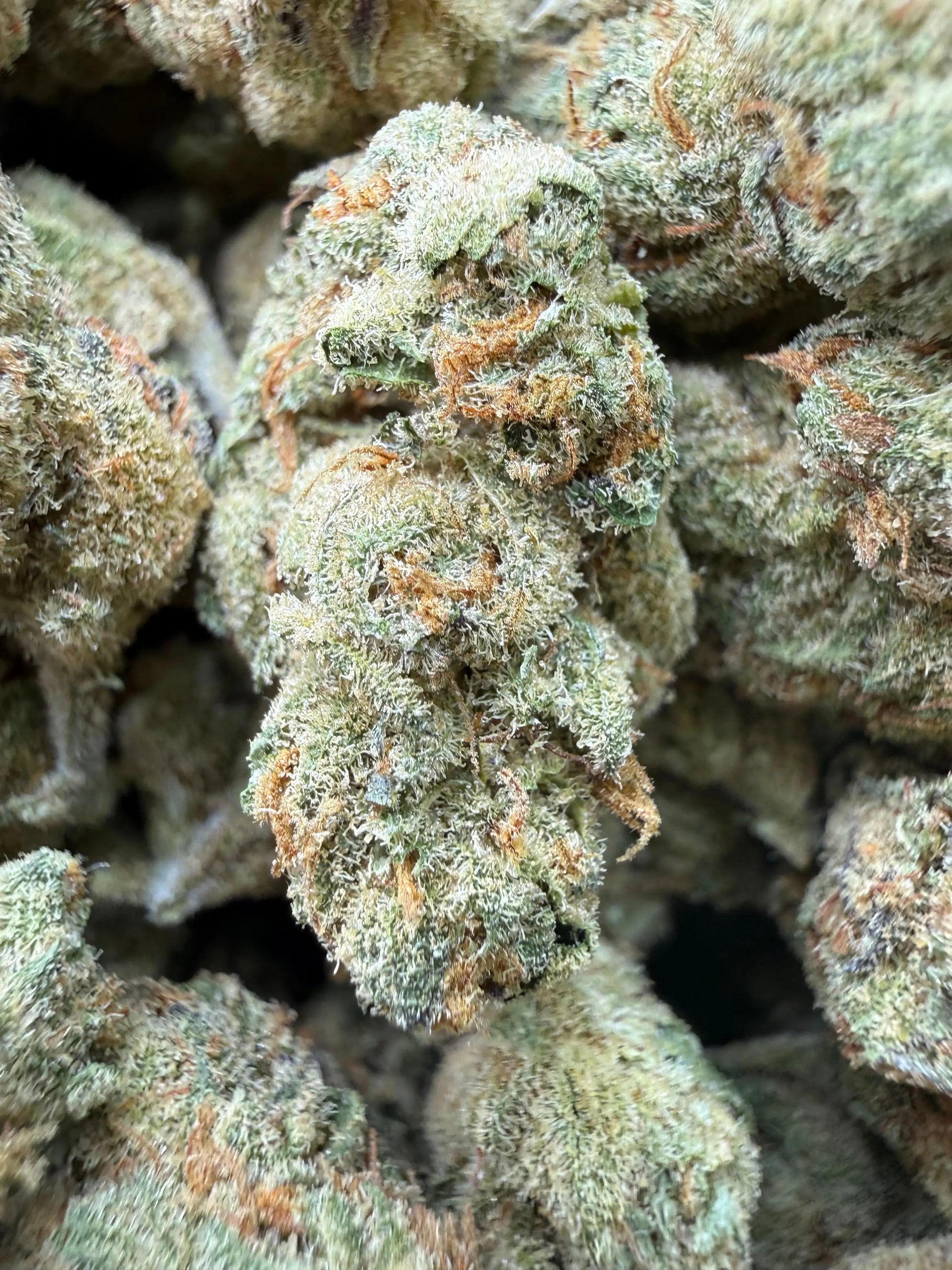 1 Pound - Cheetah Piss THCA Strain Frisco Labs
