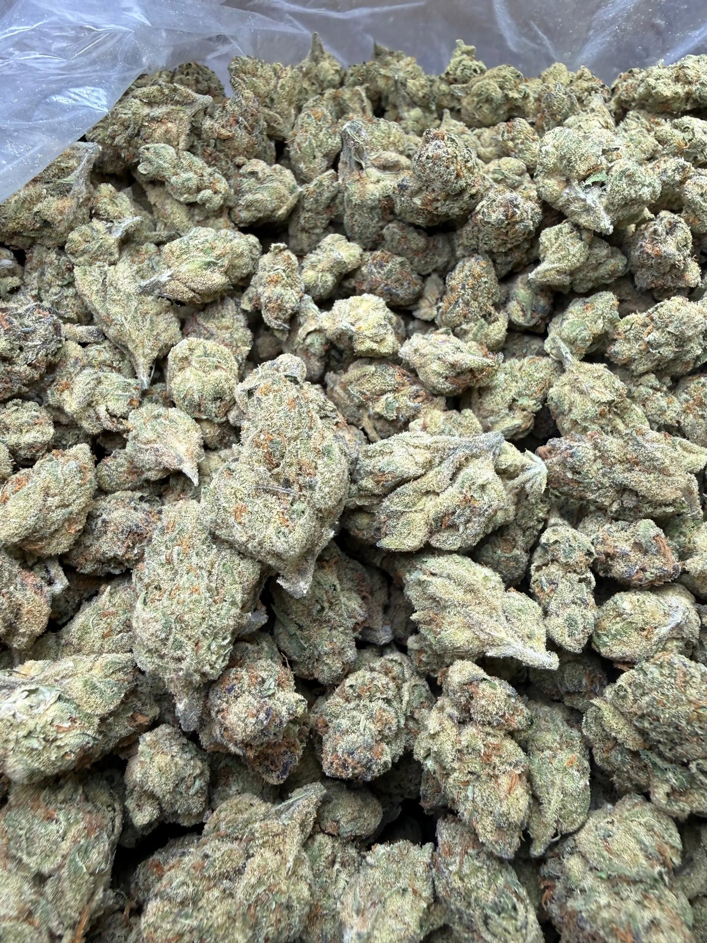 1 Pound - Cheetah Piss THCA Strain Frisco Labs