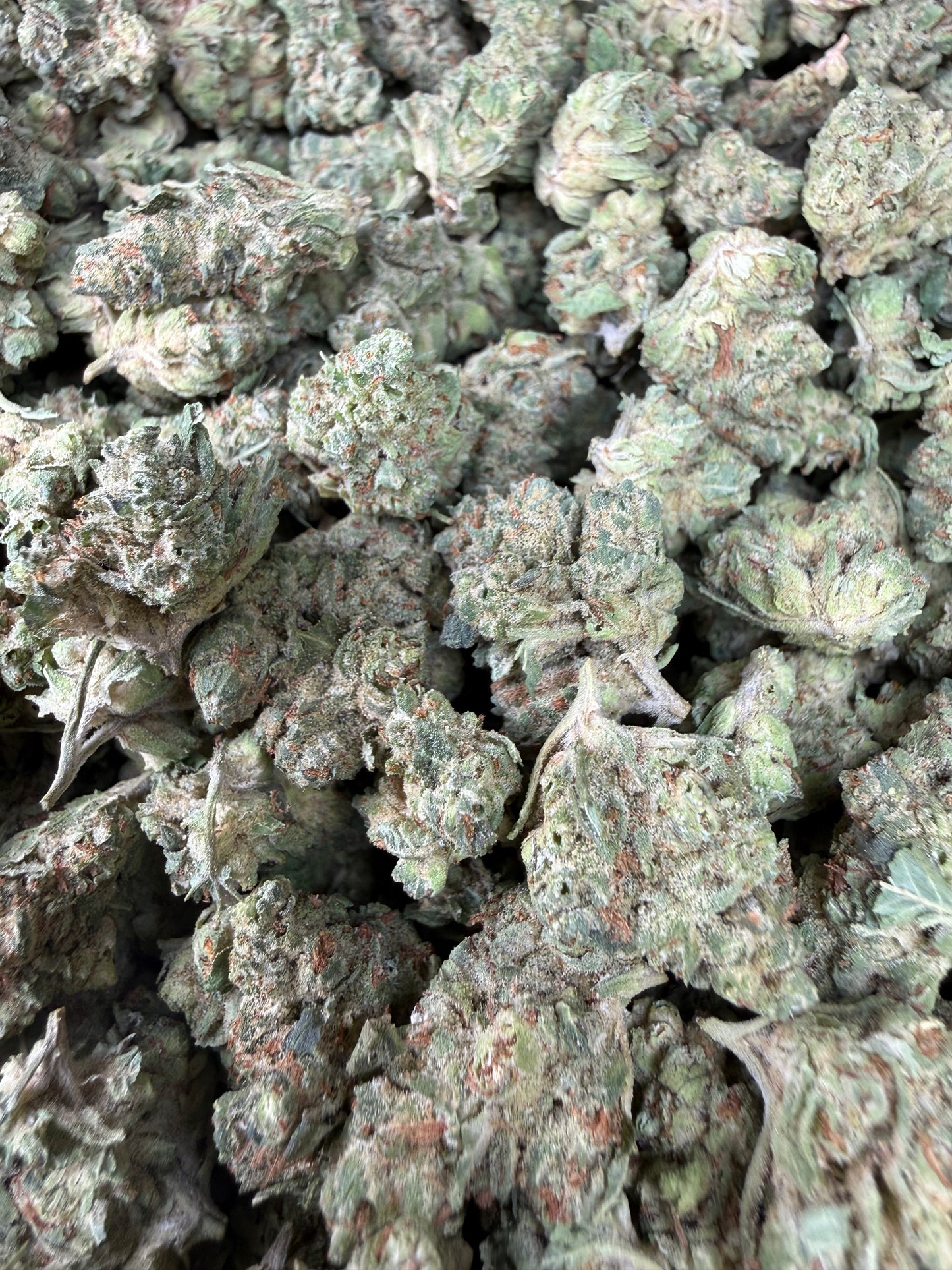 1 Pound - Chem Sorbet THCA Strain (Small) Frisco Labs