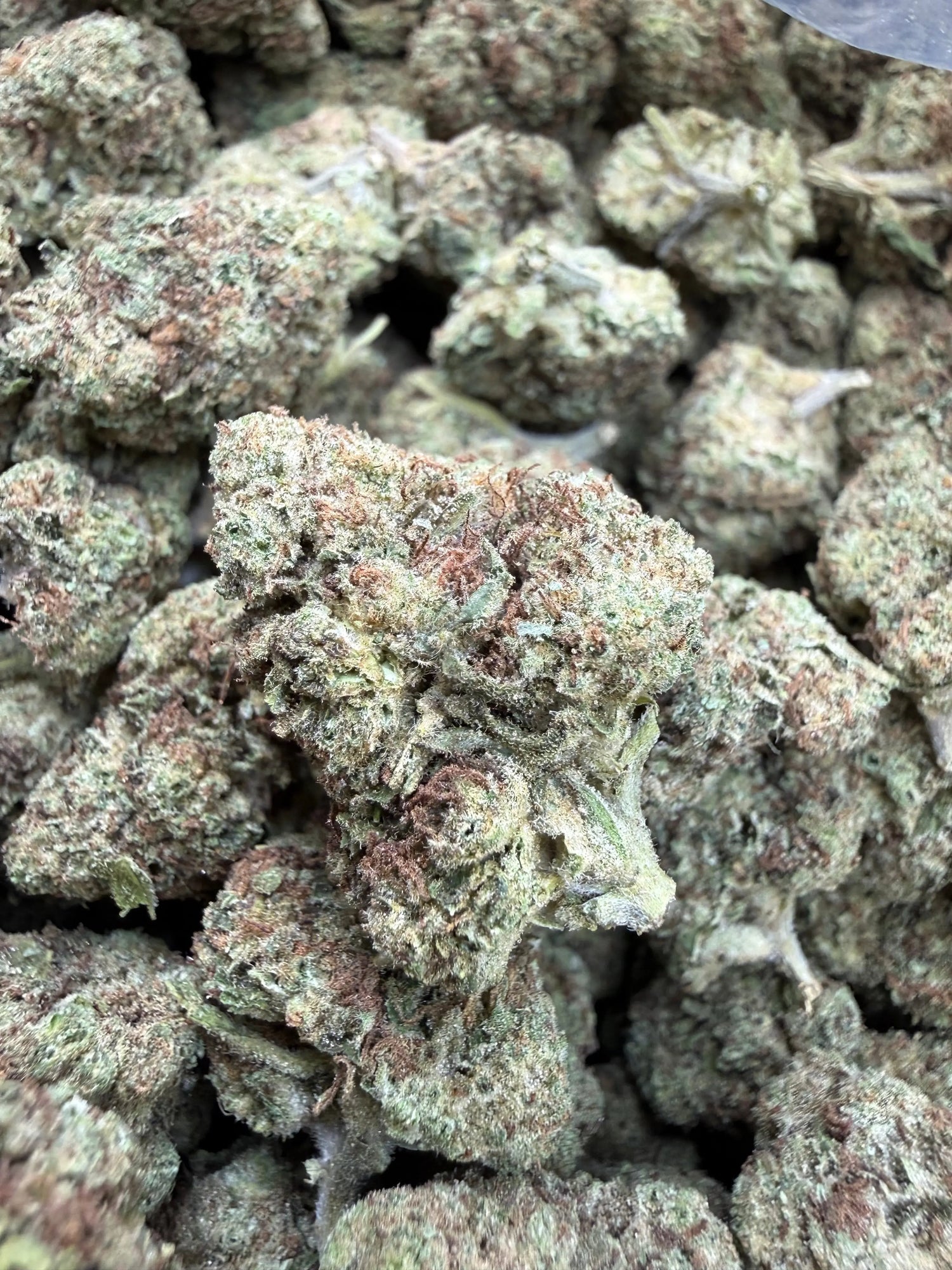 1 Pound -  Cream Pop Punch Strain Frisco Labs