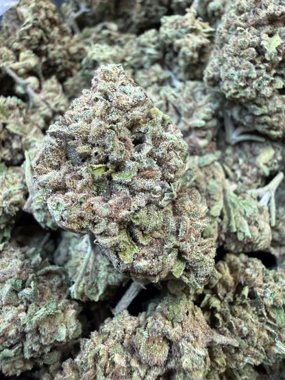 1 Pound -  Cream Push Pop Strain Frisco Labs