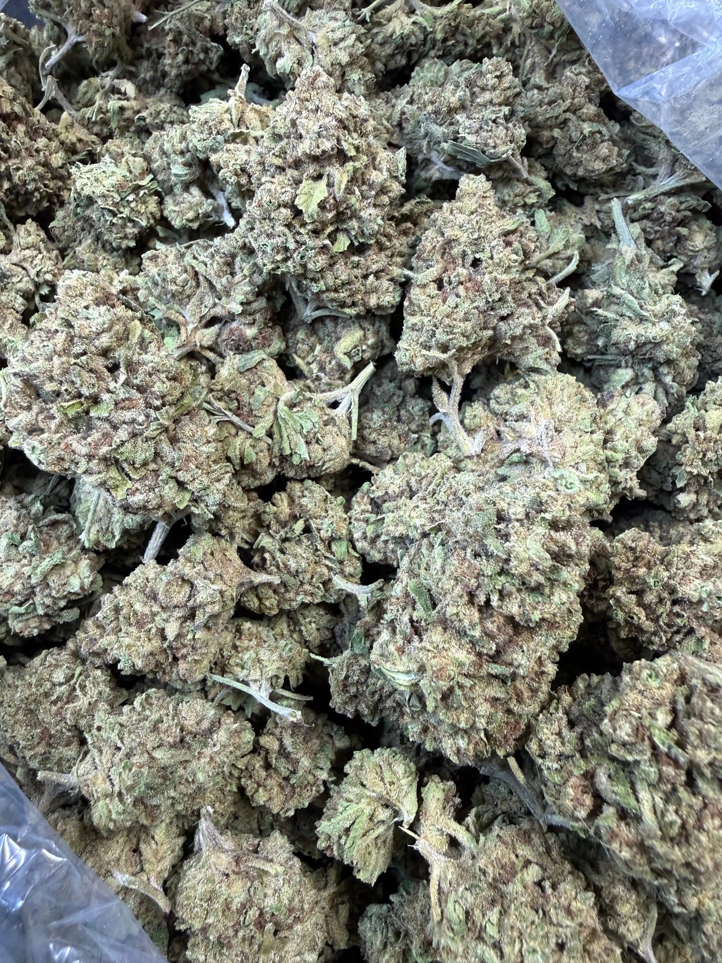 1 Pound -  Cream Push Pop Strain Frisco Labs