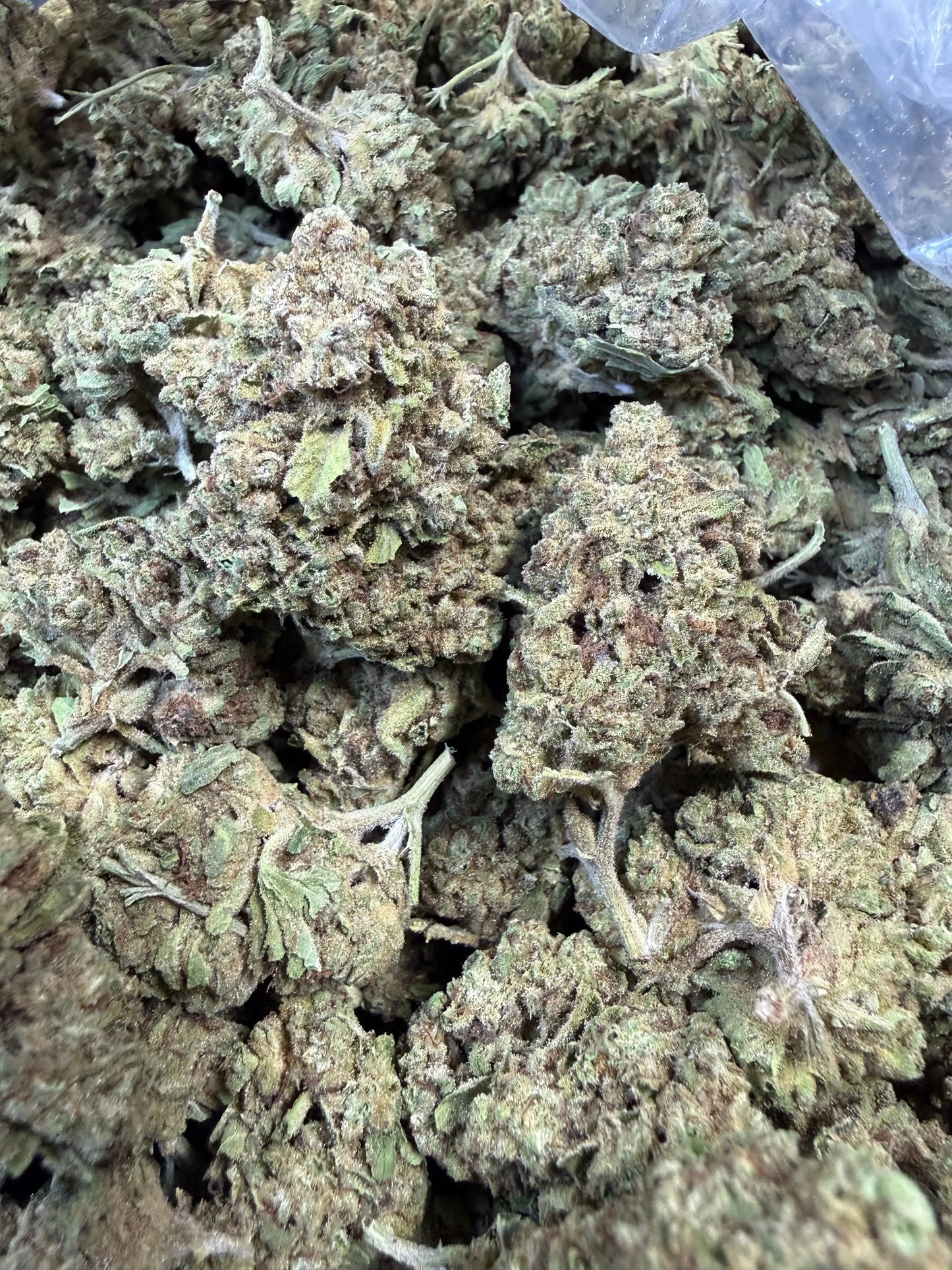 1 Pound -  Cream Push Pop Strain Frisco Labs