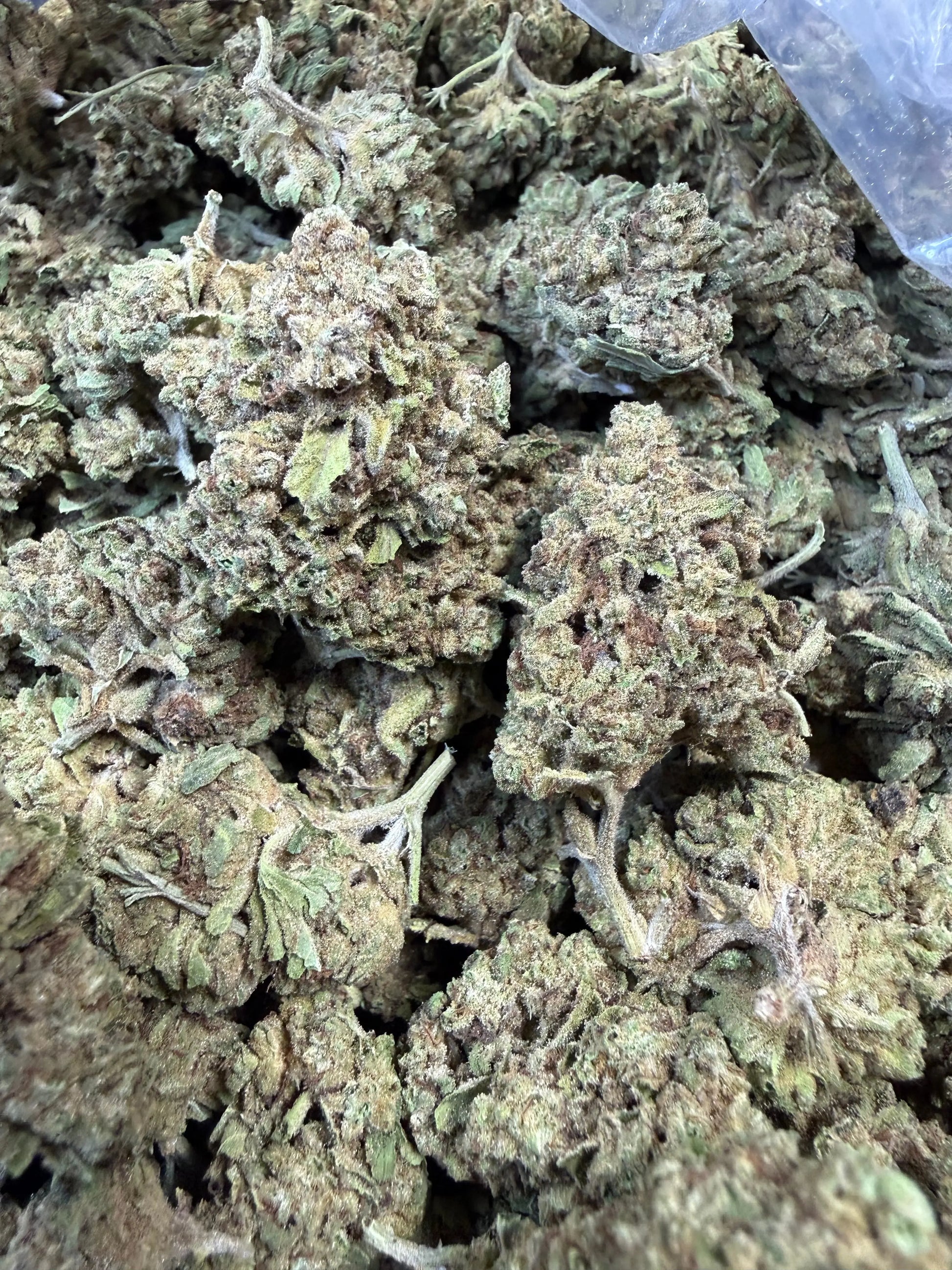 1 Pound -  Cream Push Pop Strain Frisco Labs