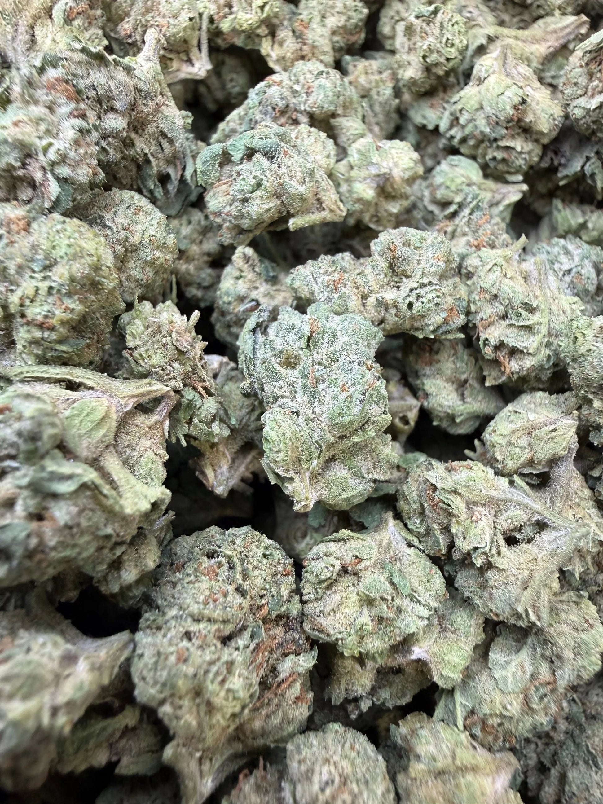 1 Pound -  Cream Push Pop Strain (Small) Frisco Labs