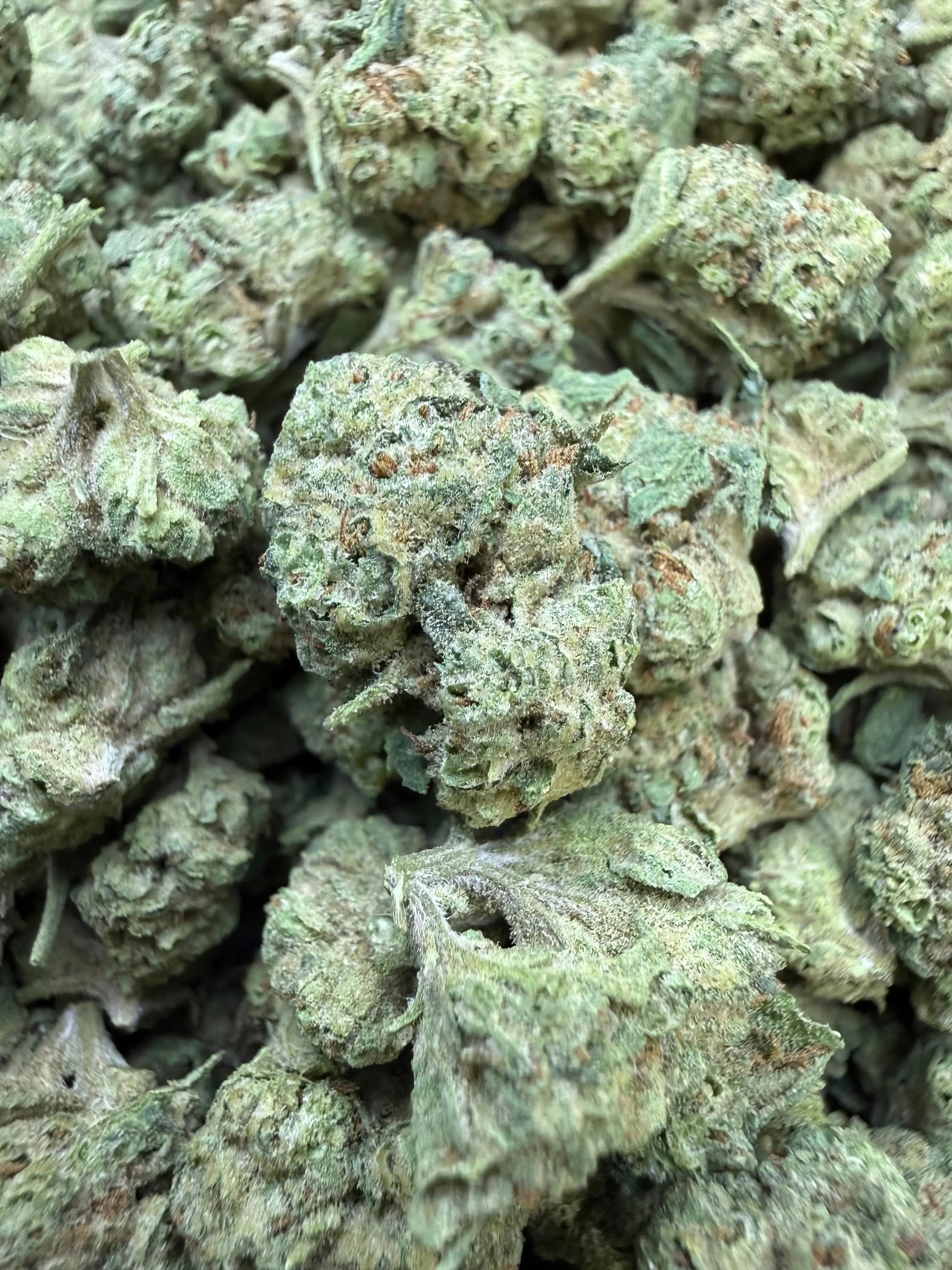 1 Pound -  Cream Push Pop Strain (Small) Frisco Labs