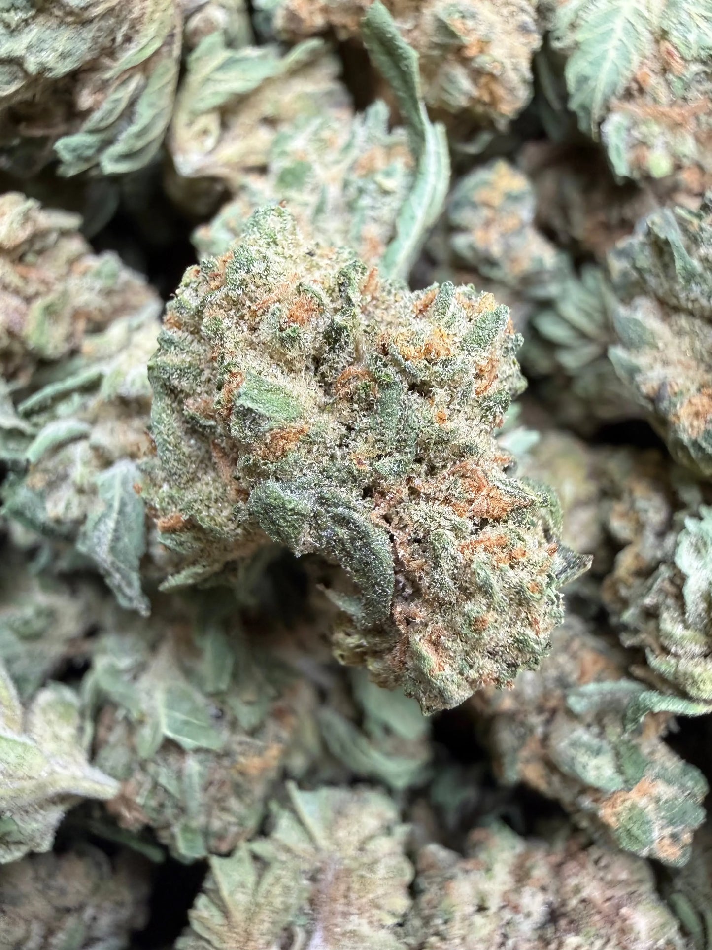 1 Pound - Double Burger THCA Strain (Small) Frisco Labs