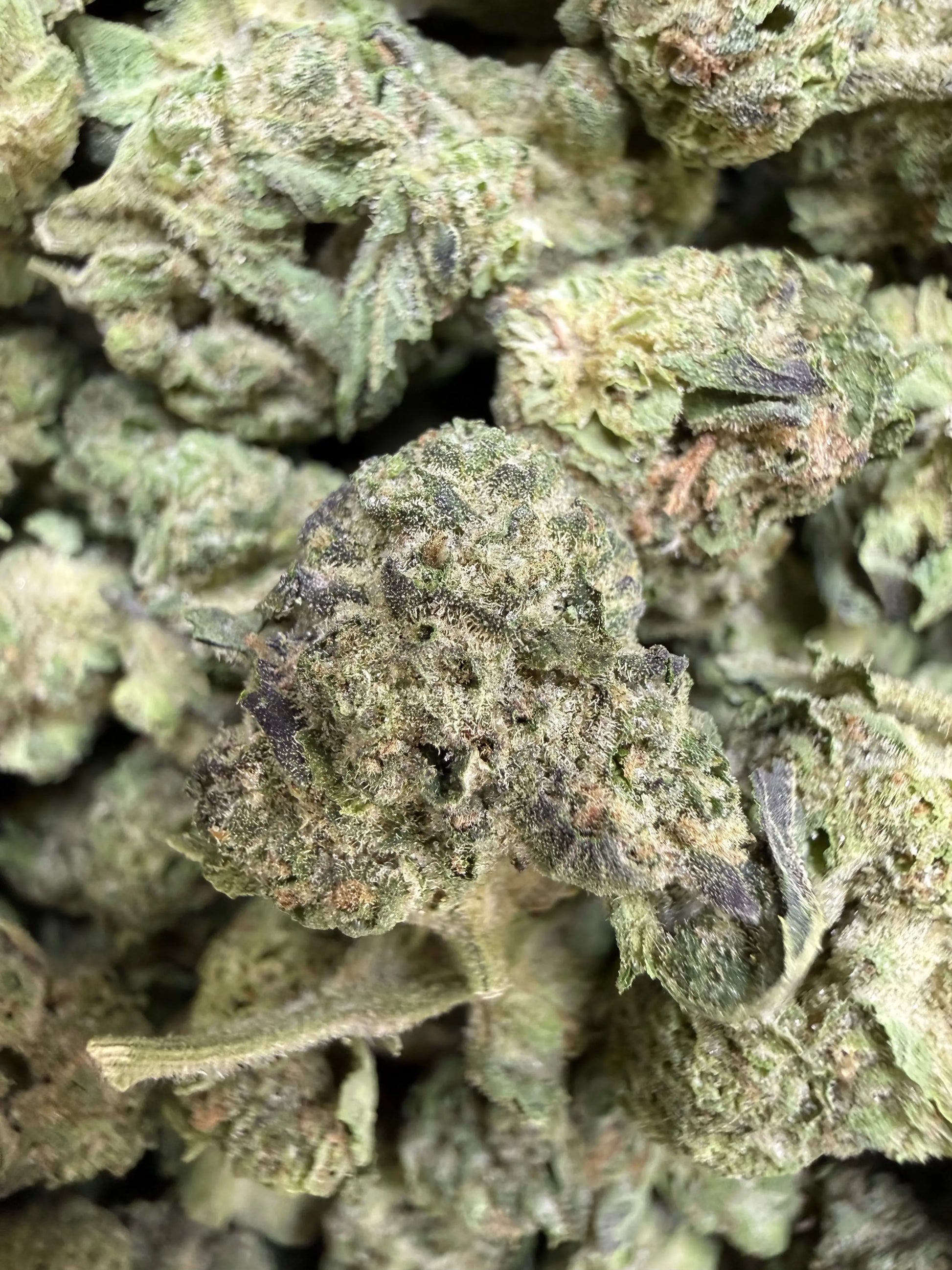 1 Pound - Double Burger THCA Strain (Small) Frisco Labs