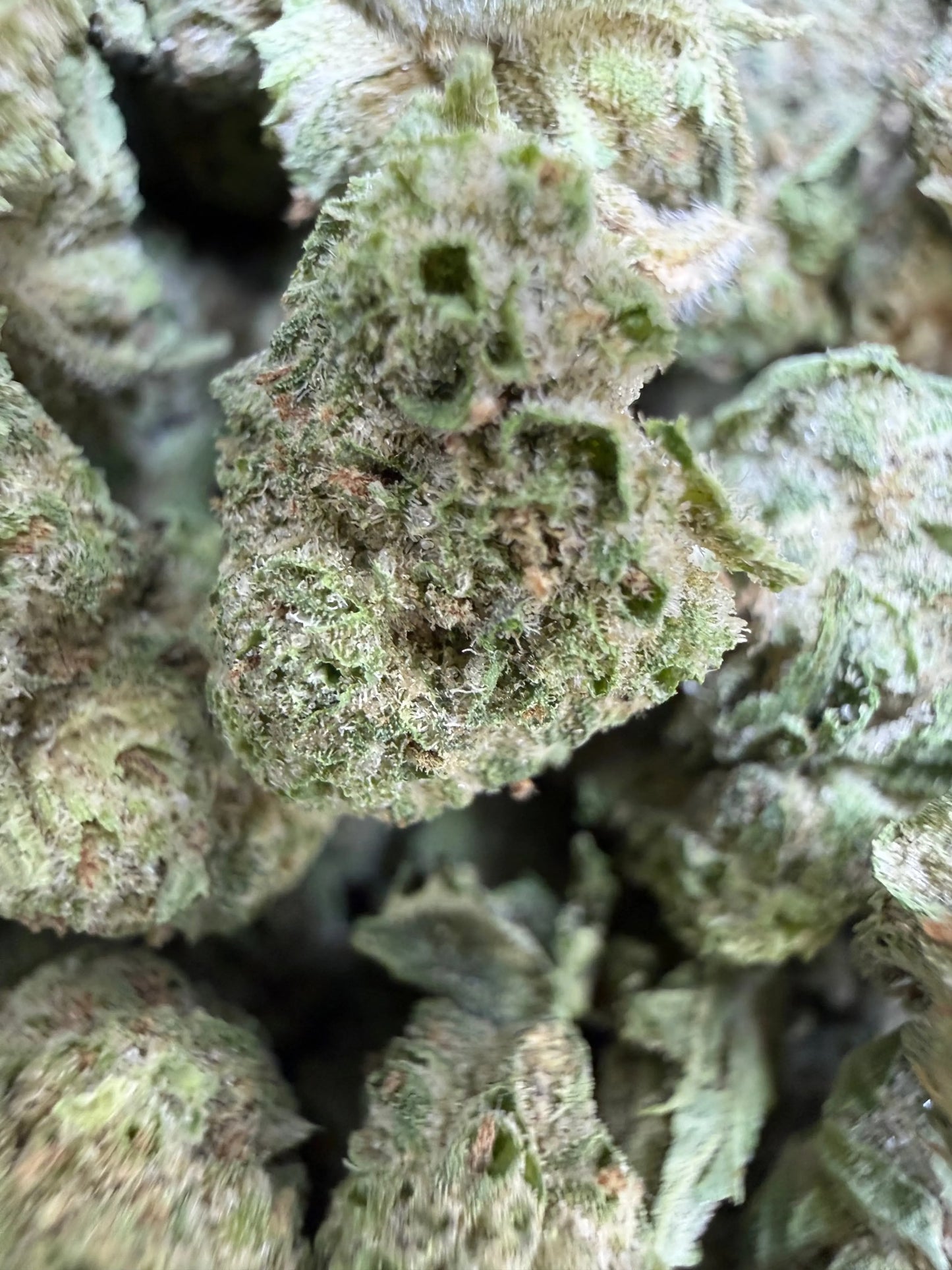 1 Pound - Double Burger THCA Strain (Small) Frisco Labs