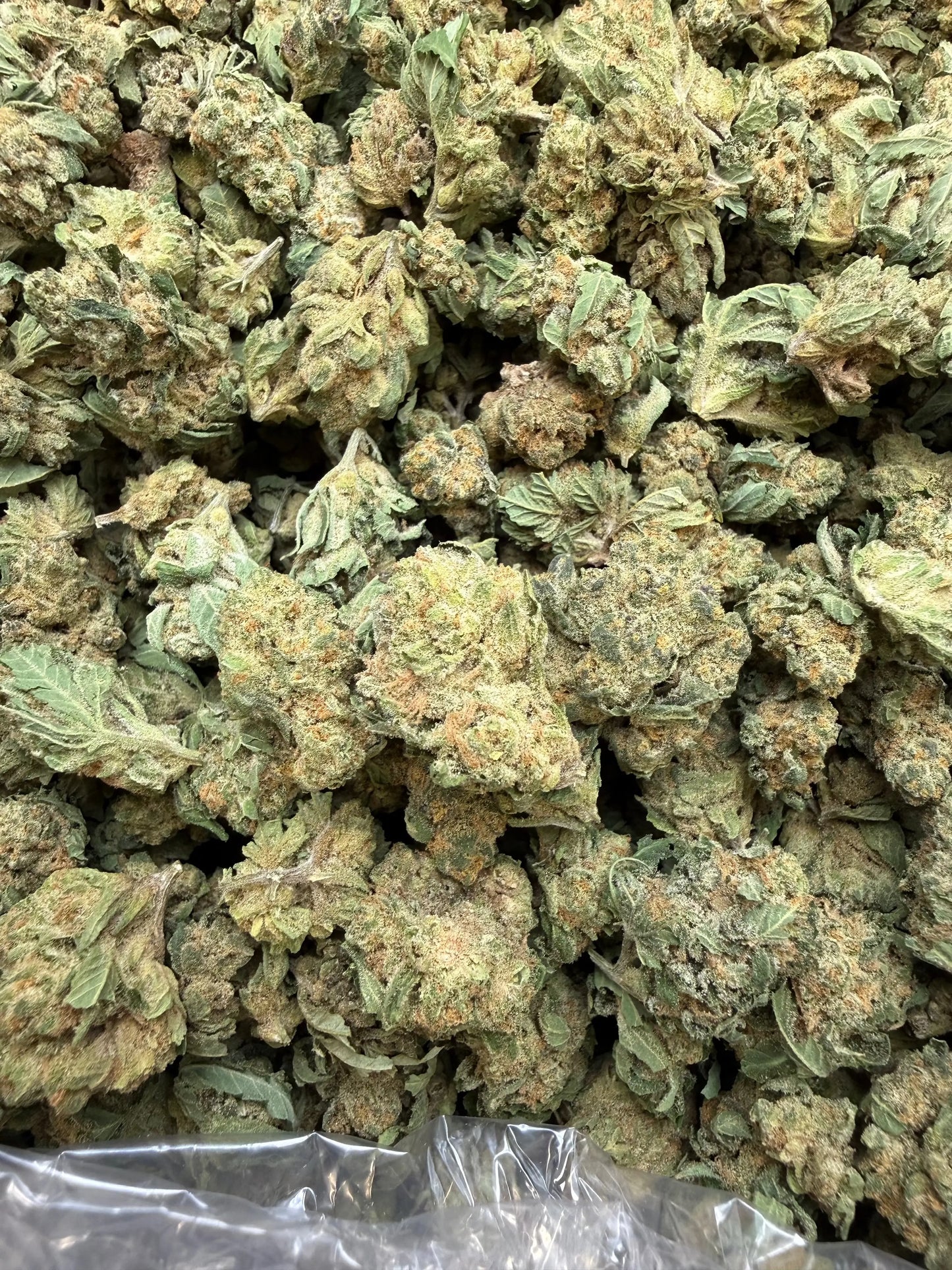 1 Pound - Double Burger THCA Strain (Small) Frisco Labs