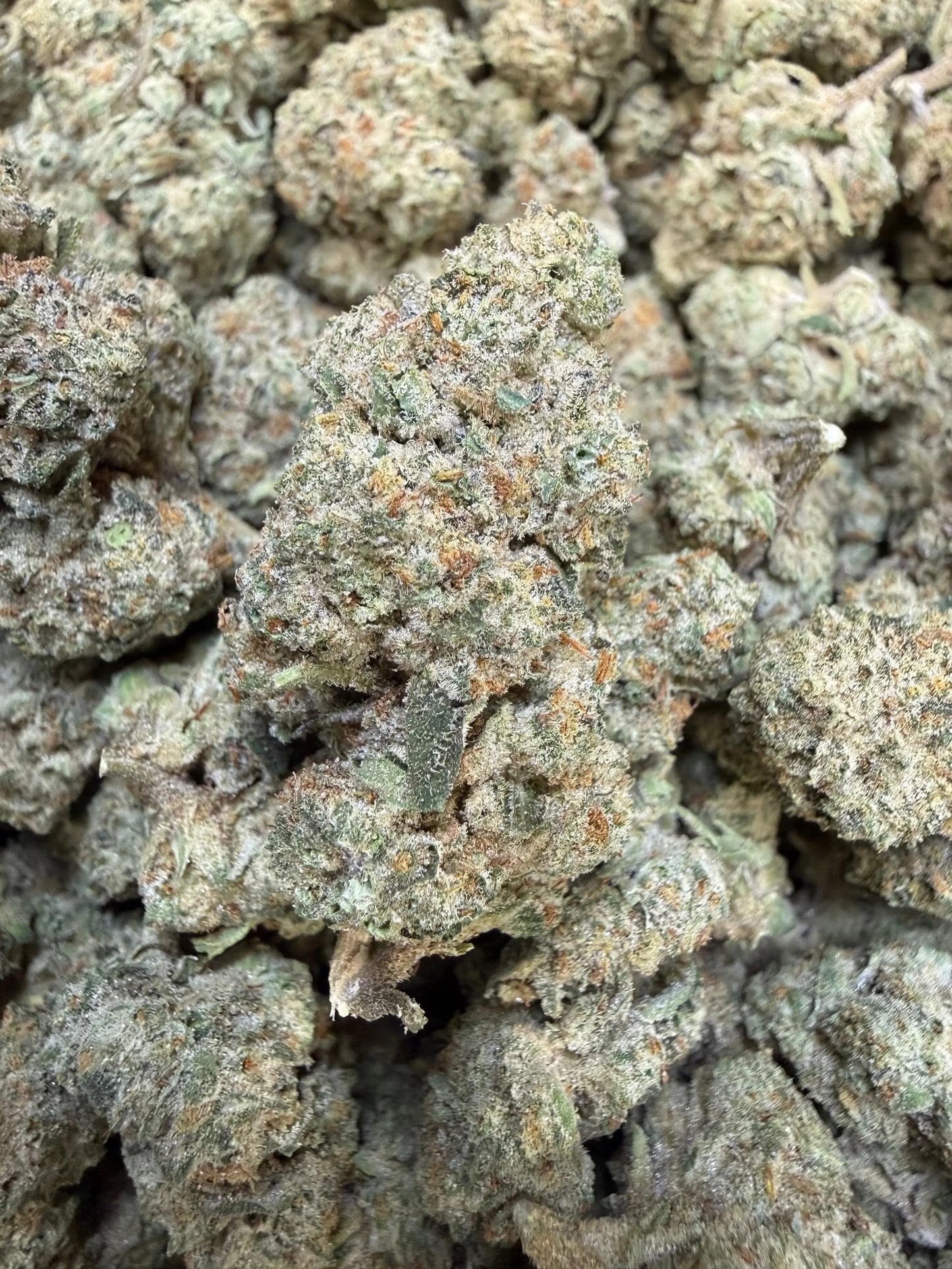 1 Pound - Dough Boy THCA Strain Frisco Labs