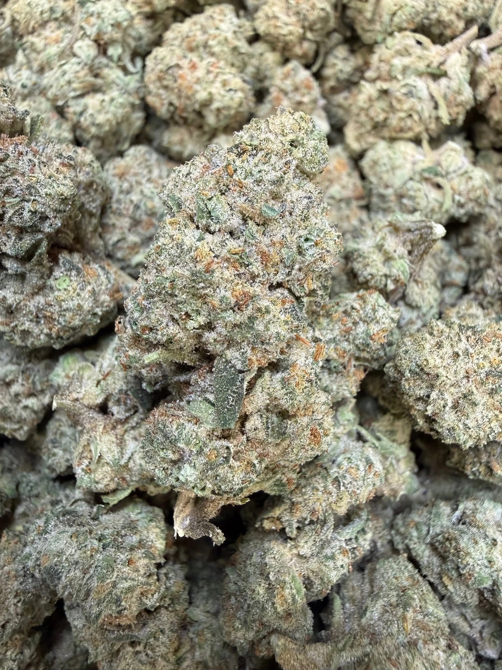 1 Pound - Dough Boy THCA Strain Frisco Labs