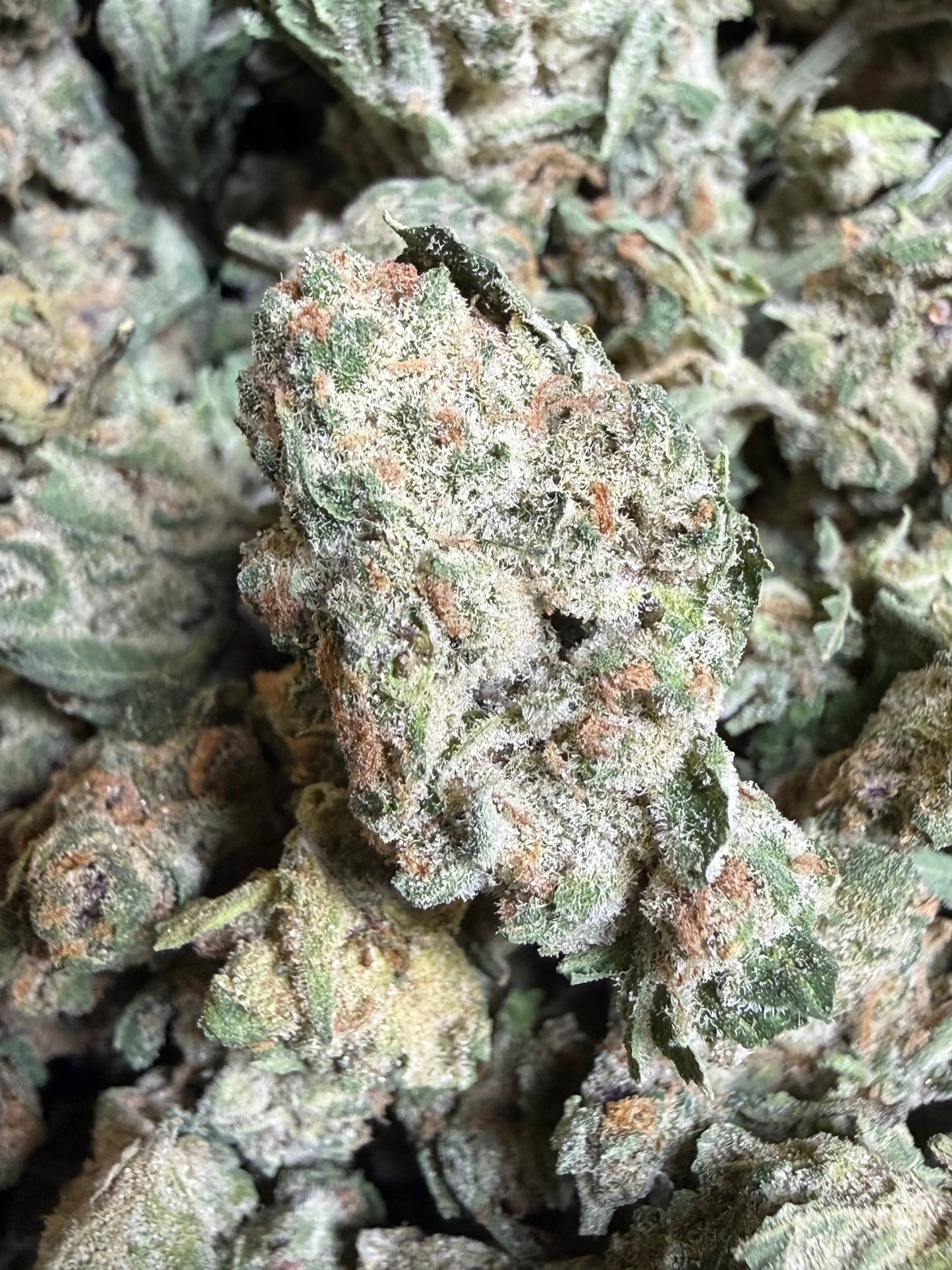 1 Pound - EggNog OG THCA Strain (Small) Frisco Labs
