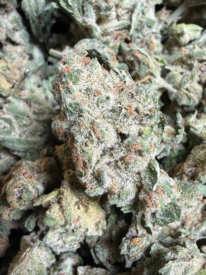 1 Pound - EggNog OG THCA Strain (Small) Frisco Labs