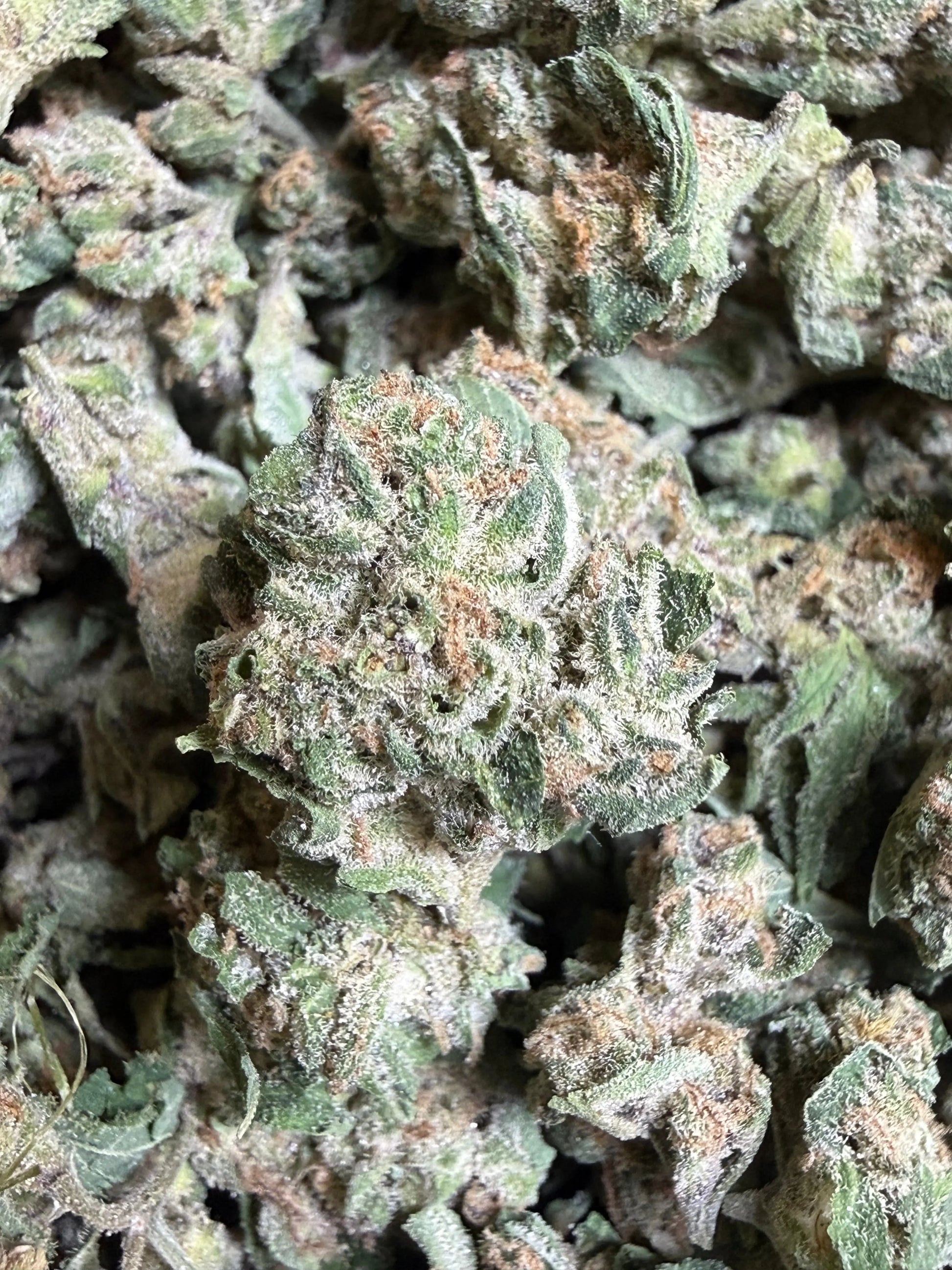 1 Pound - EggNog OG THCA Strain (Small) Frisco Labs