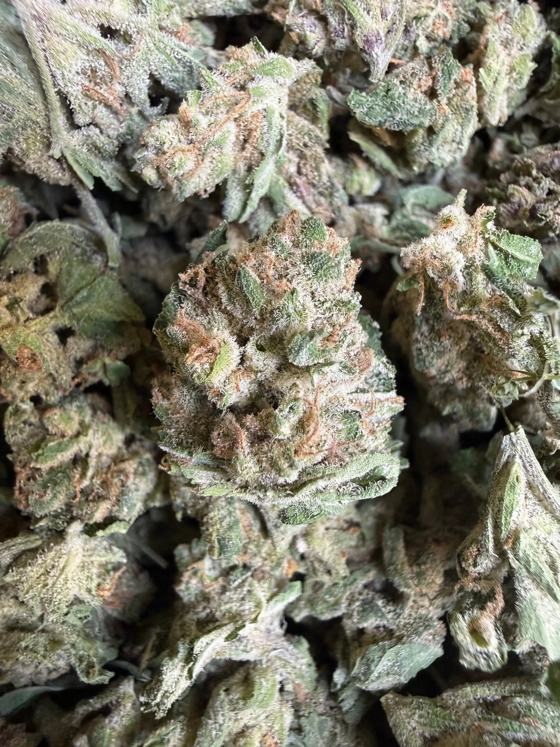 1 Pound - EggNog OG THCA Strain (Small) Frisco Labs
