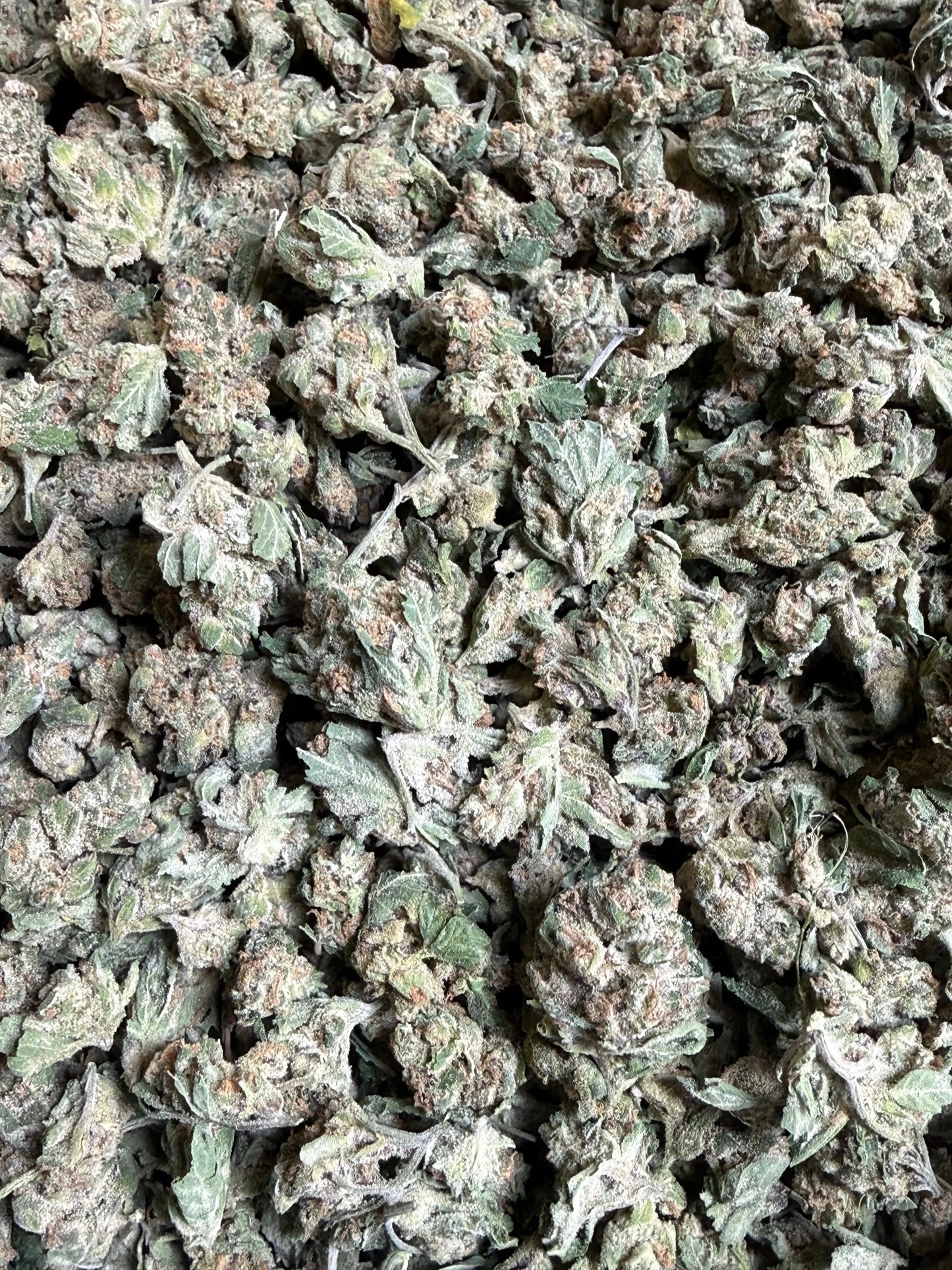 1 Pound - EggNog OG THCA Strain (Small) Frisco Labs