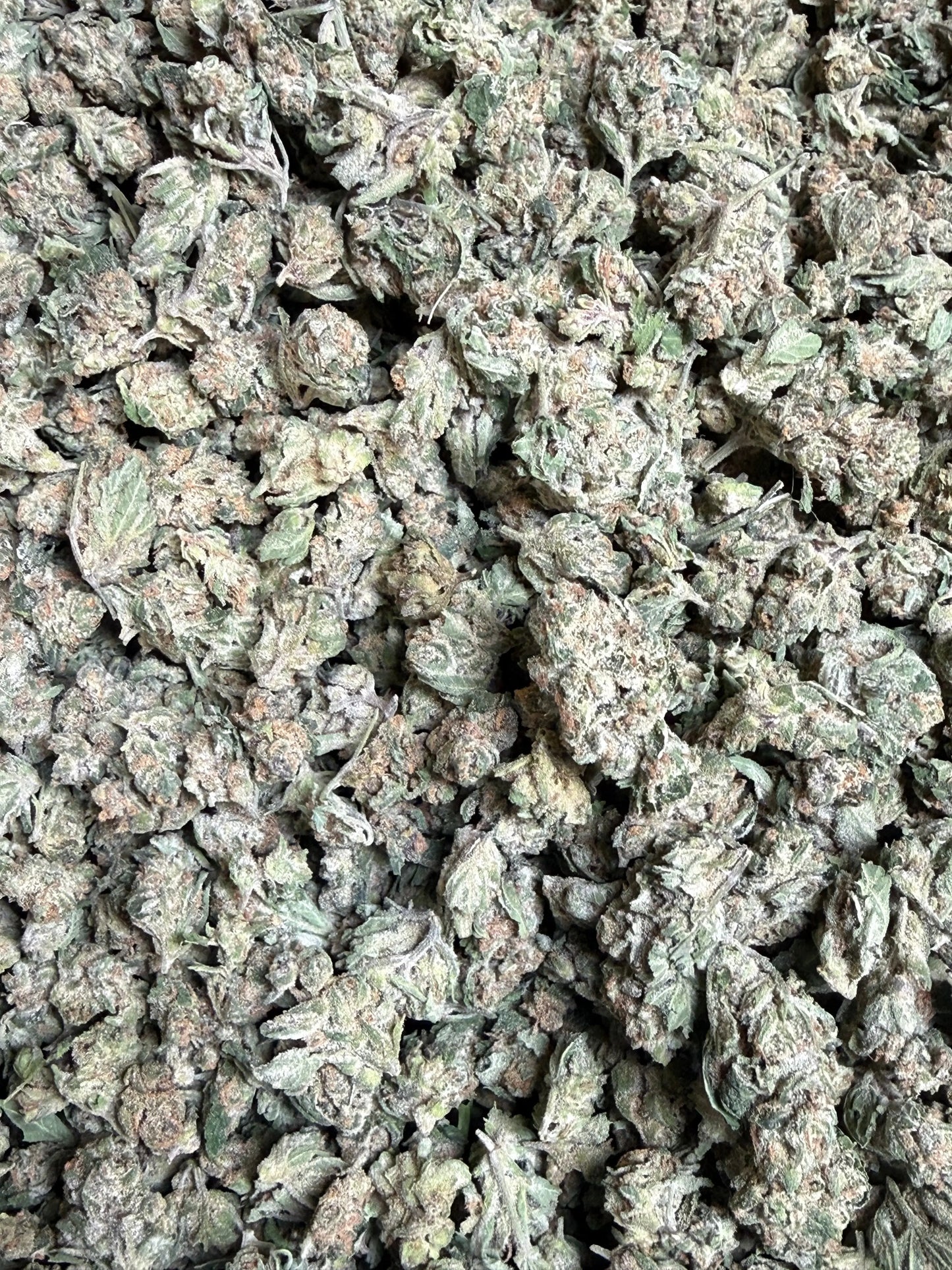 1 Pound - EggNog OG THCA Strain (Small) Frisco Labs