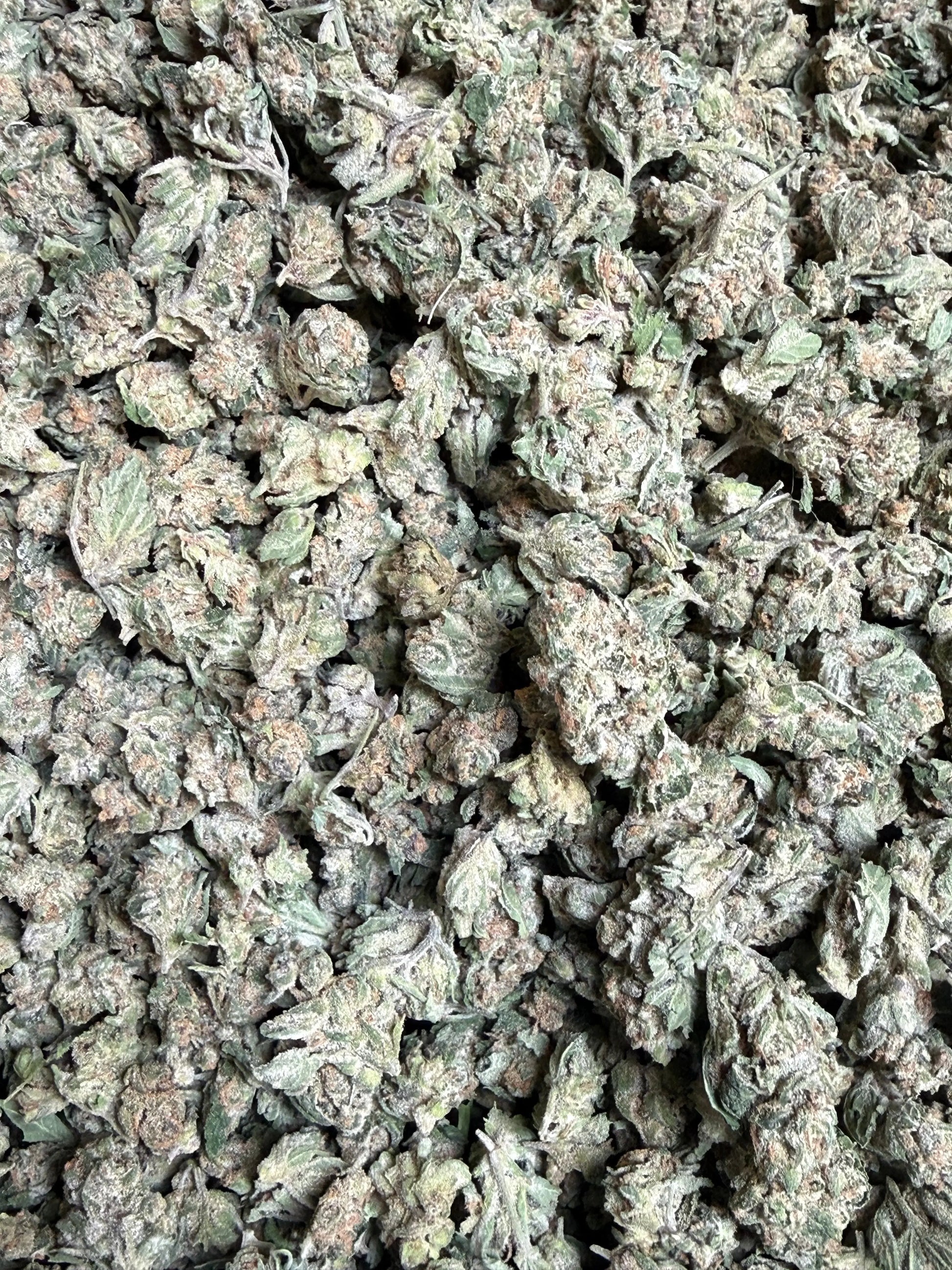 1 Pound - EggNog OG THCA Strain (Small) Frisco Labs