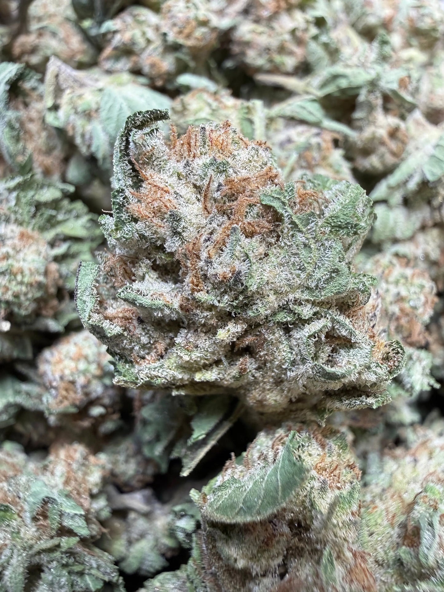 1 Pound - F1 Durb THCA Strain (Small) Frisco Labs