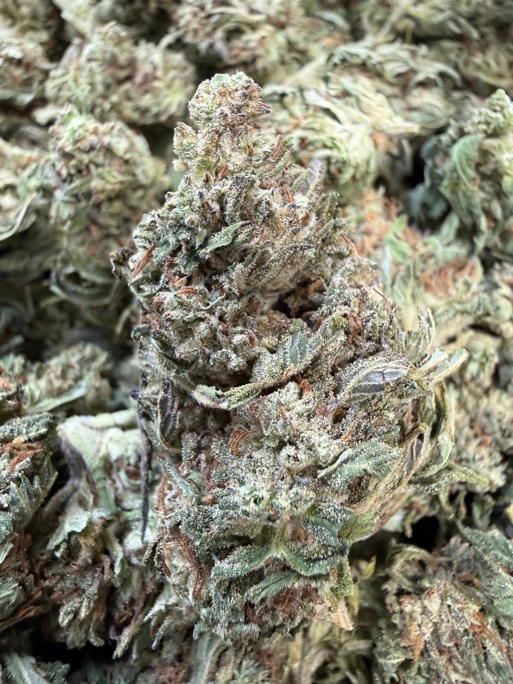 1 Pound - Fuel OG THCA Strain Frisco Labs