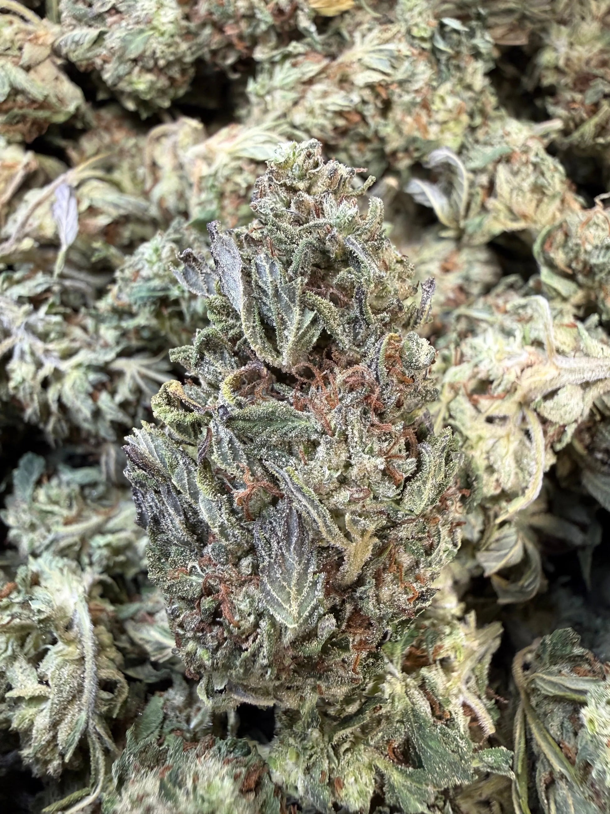 1 Pound - Fuel OG THCA Strain Frisco Labs