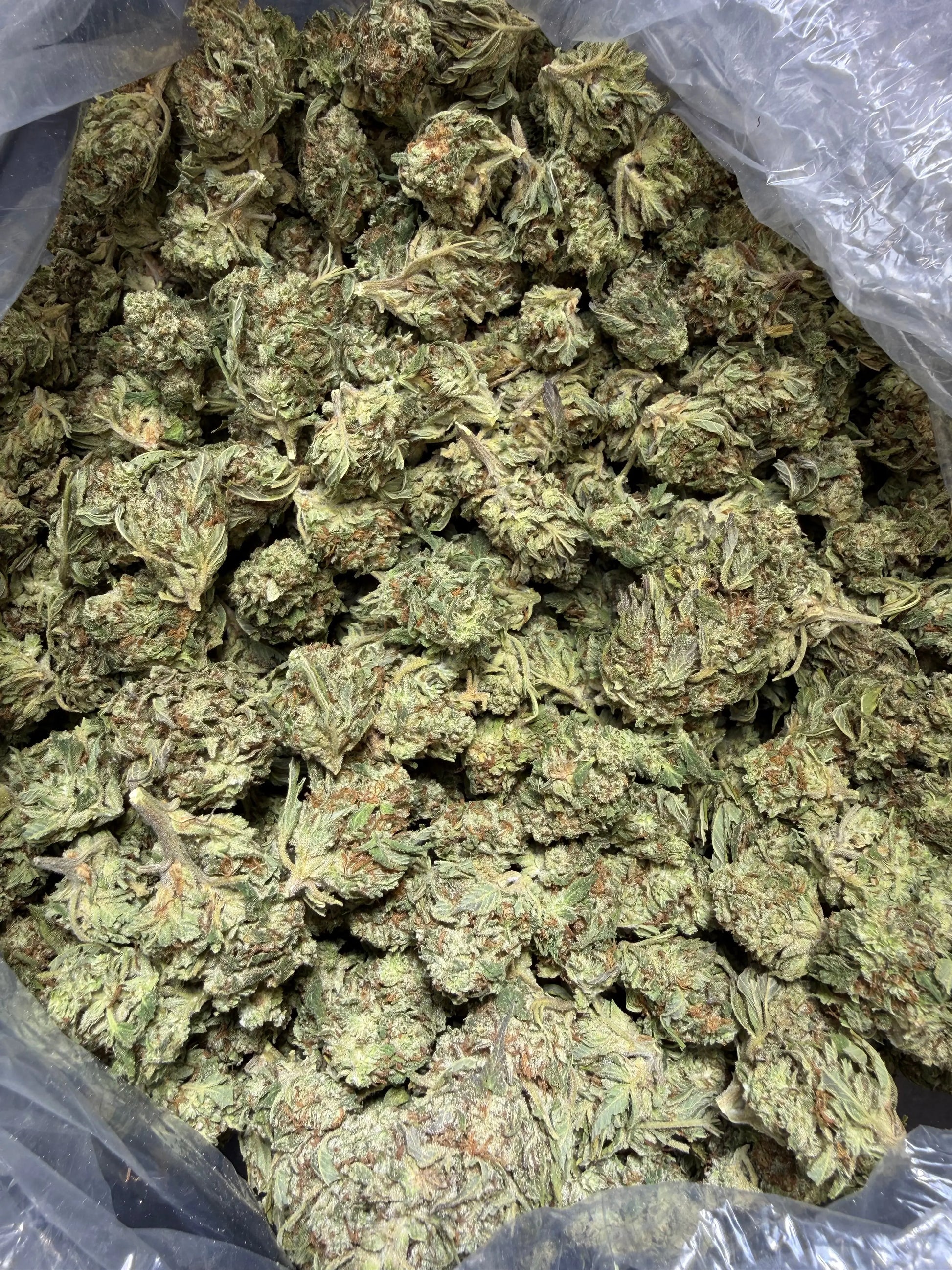 1 Pound - Fuel OG THCA Strain Frisco Labs