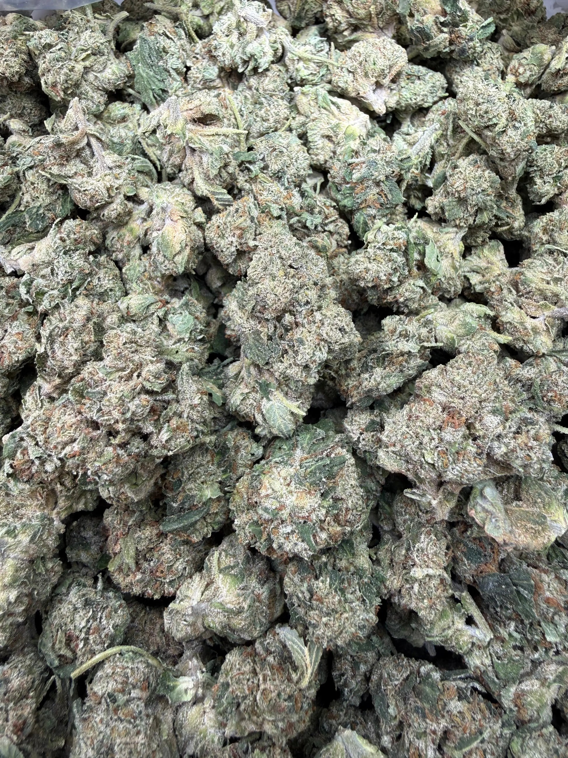 1 Pound - Gas Bandit THCA Strain Frisco Labs