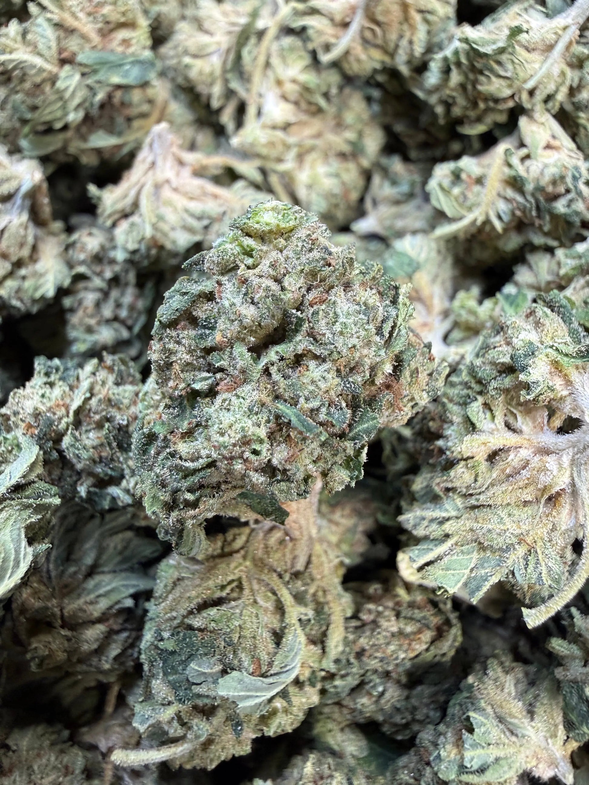 1 Pound - Gas Bandit THCA Strain Frisco Labs