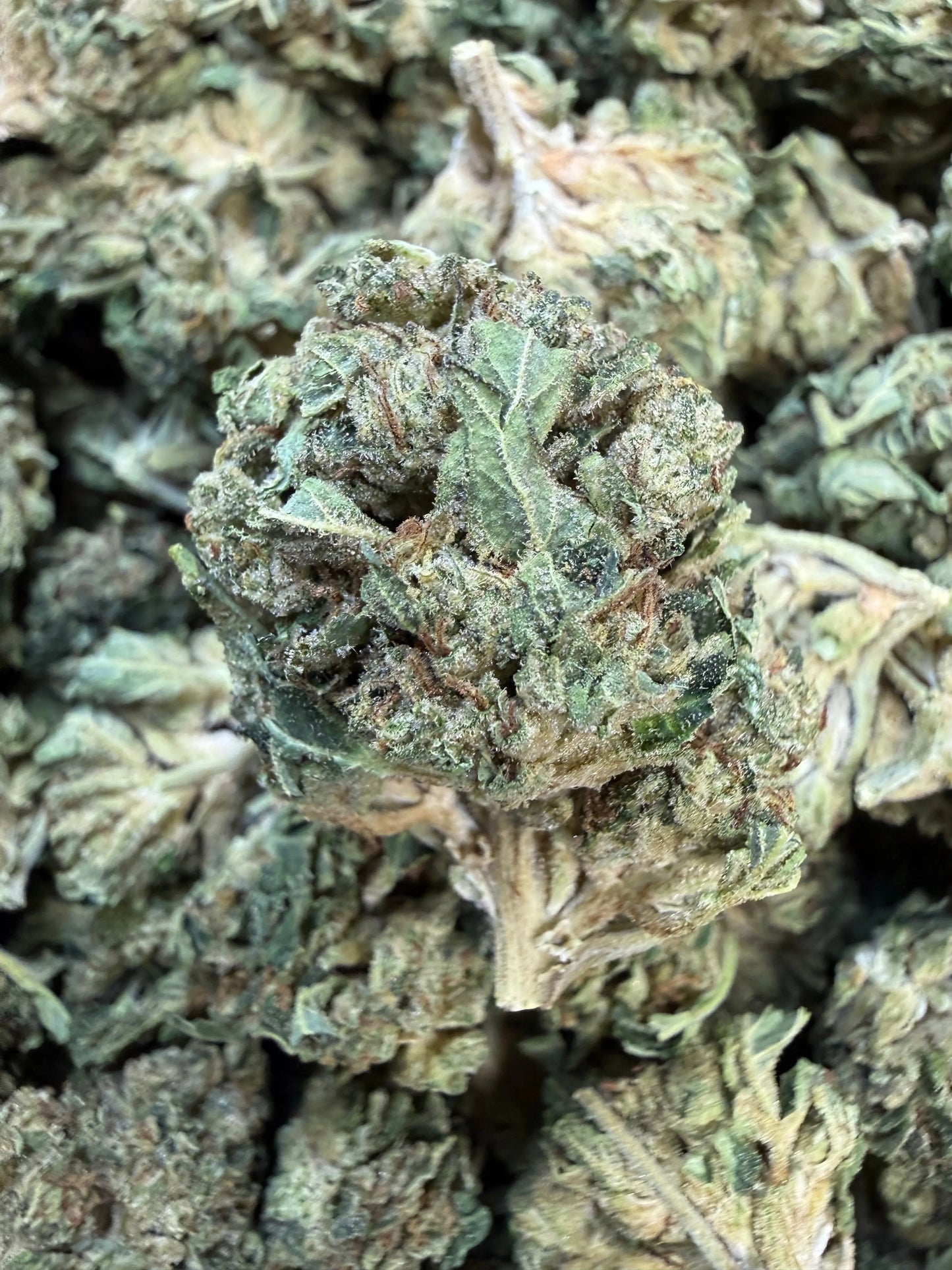 1 Pound - Gas Bandit THCA Strain Frisco Labs