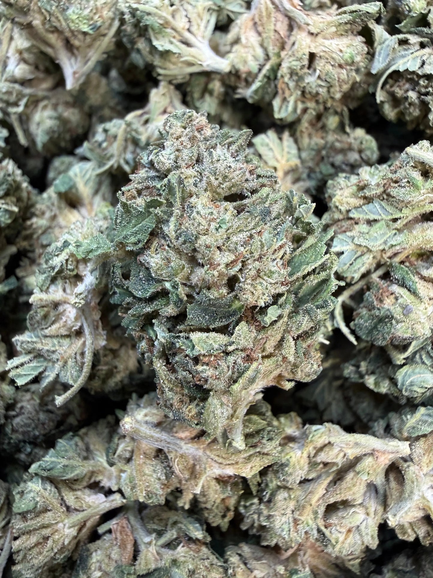 1 Pound - Gas Bandit THCA Strain Frisco Labs