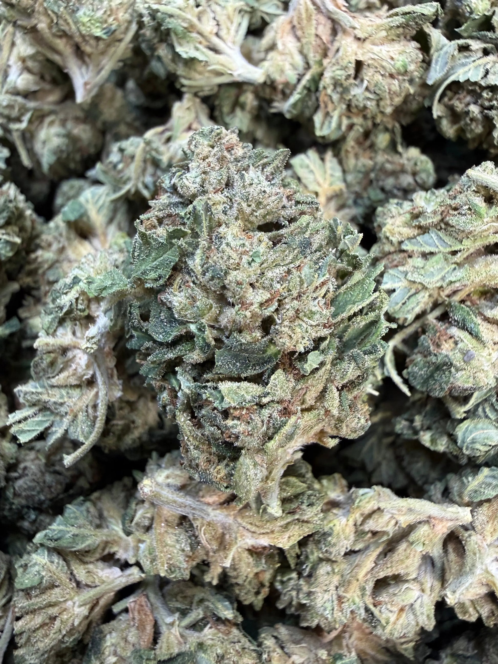 1 Pound - Gas Bandit THCA Strain Frisco Labs