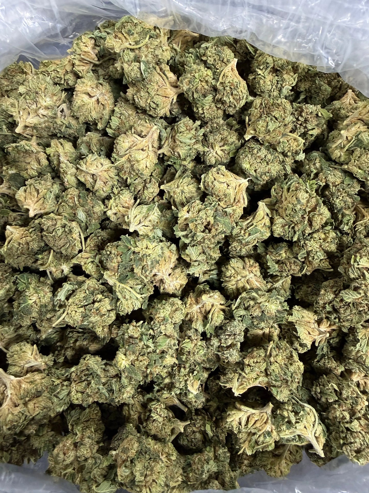 1 Pound - Gas Bandit THCA Strain Frisco Labs