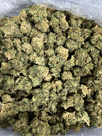 1 Pound - Gas Bandit THCA Strain Frisco Labs