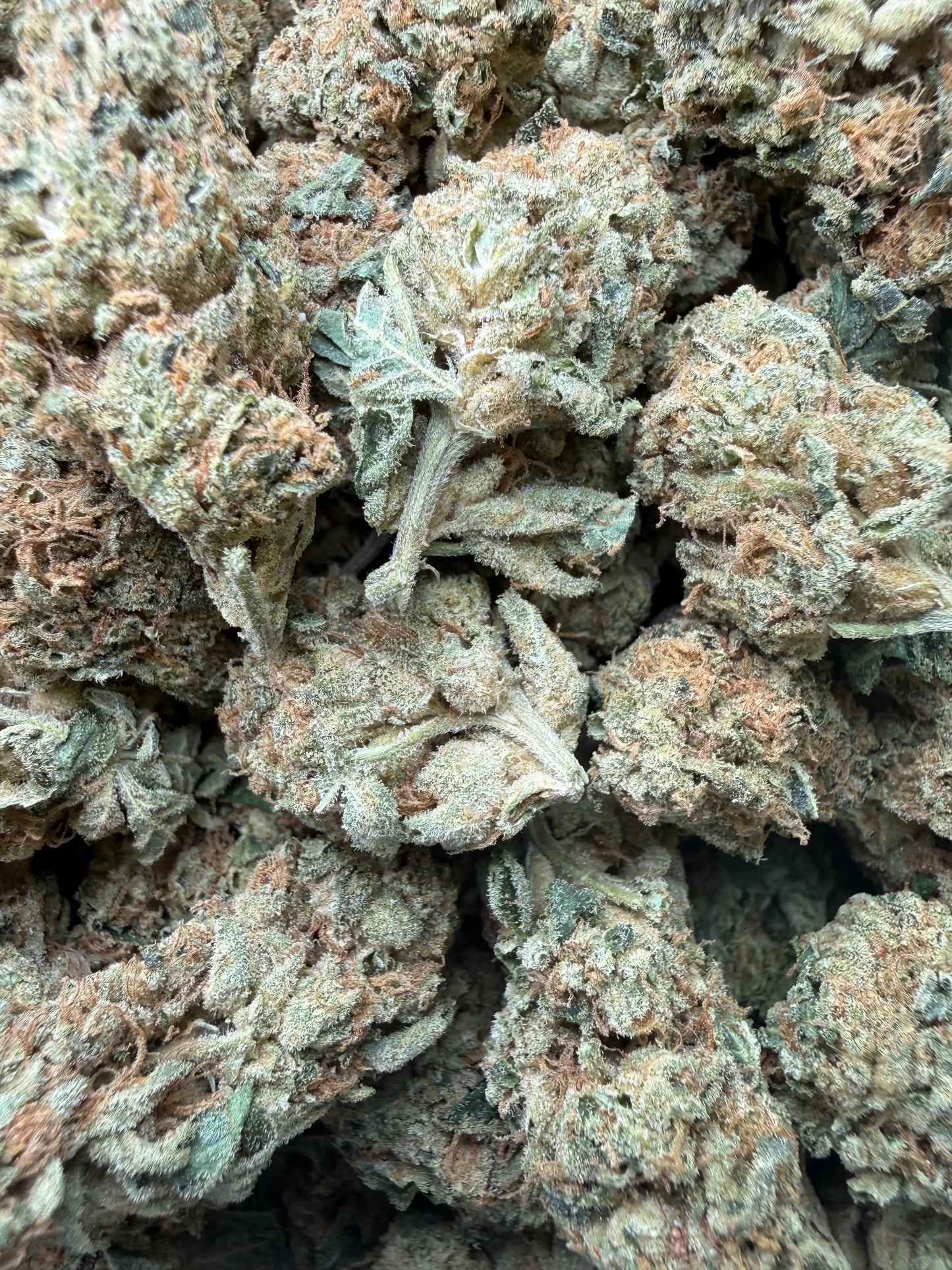 1 Pound - Gorilla Glue THCA Strain Frisco Labs