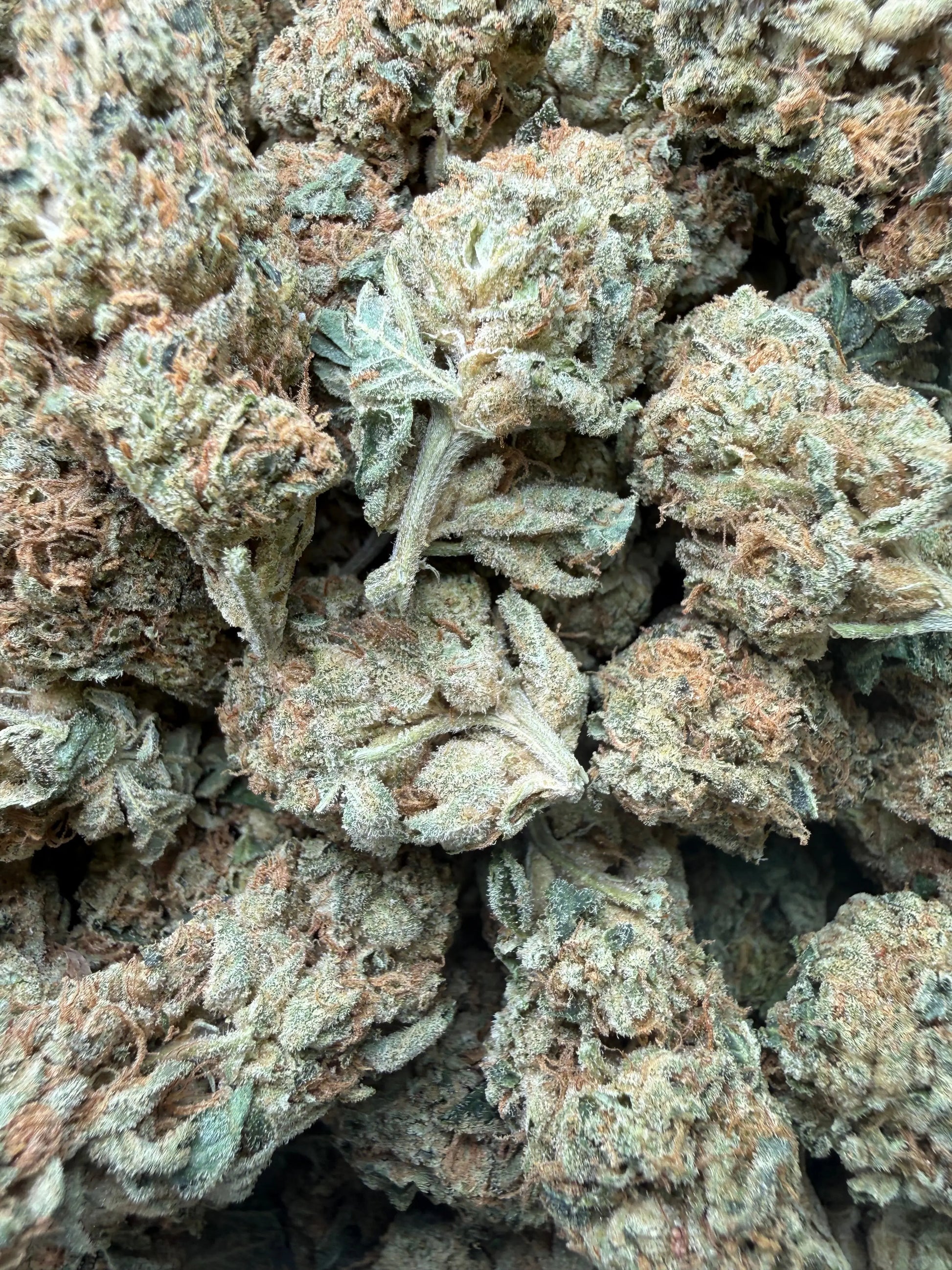 1 Pound - Gorilla Glue THCA Strain Frisco Labs