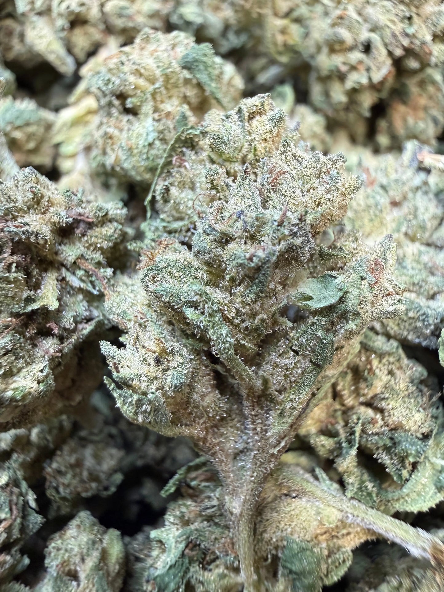 1 Pound - Grape Cream Cake THCA Flower (Smalls)