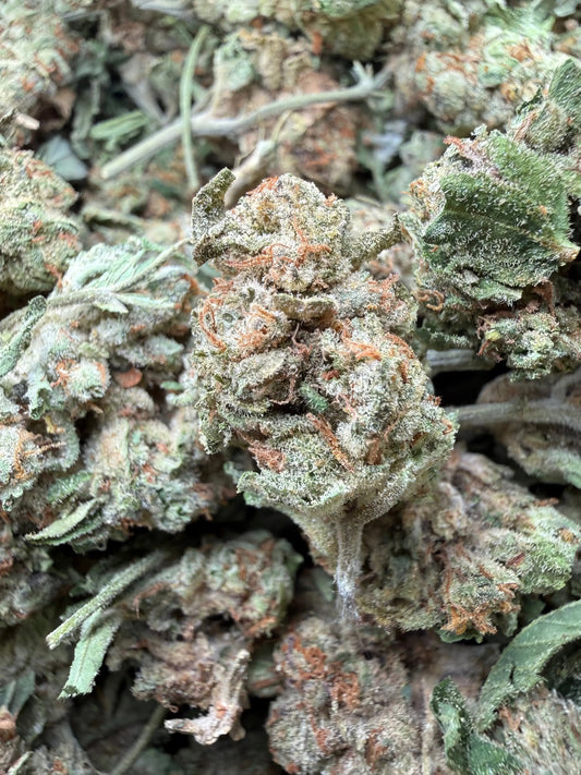 1 Pound - Gush Mints THCA Strain Frisco Labs