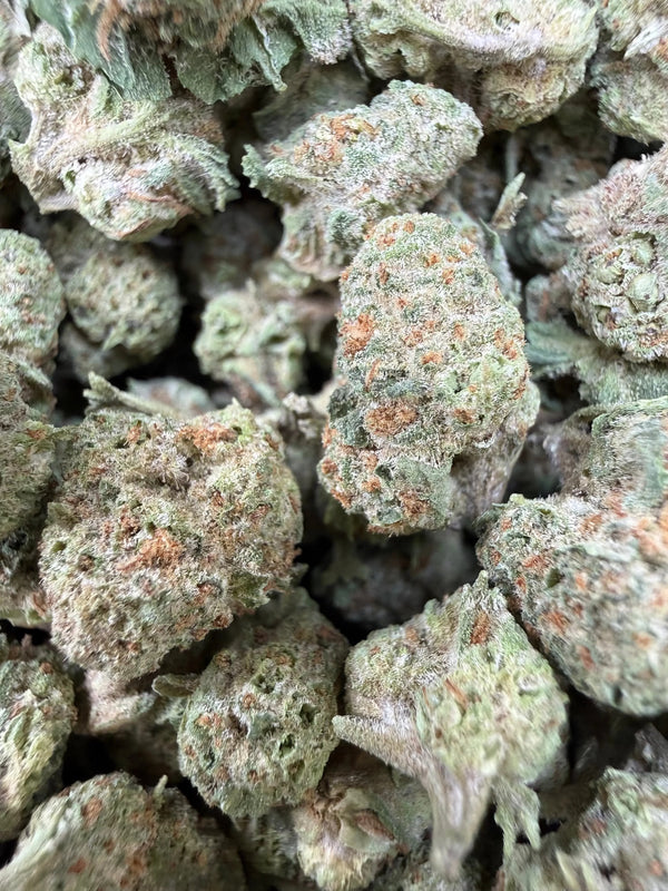 1 Pound - Gush Mints THCA Strain (Small/ Micro)