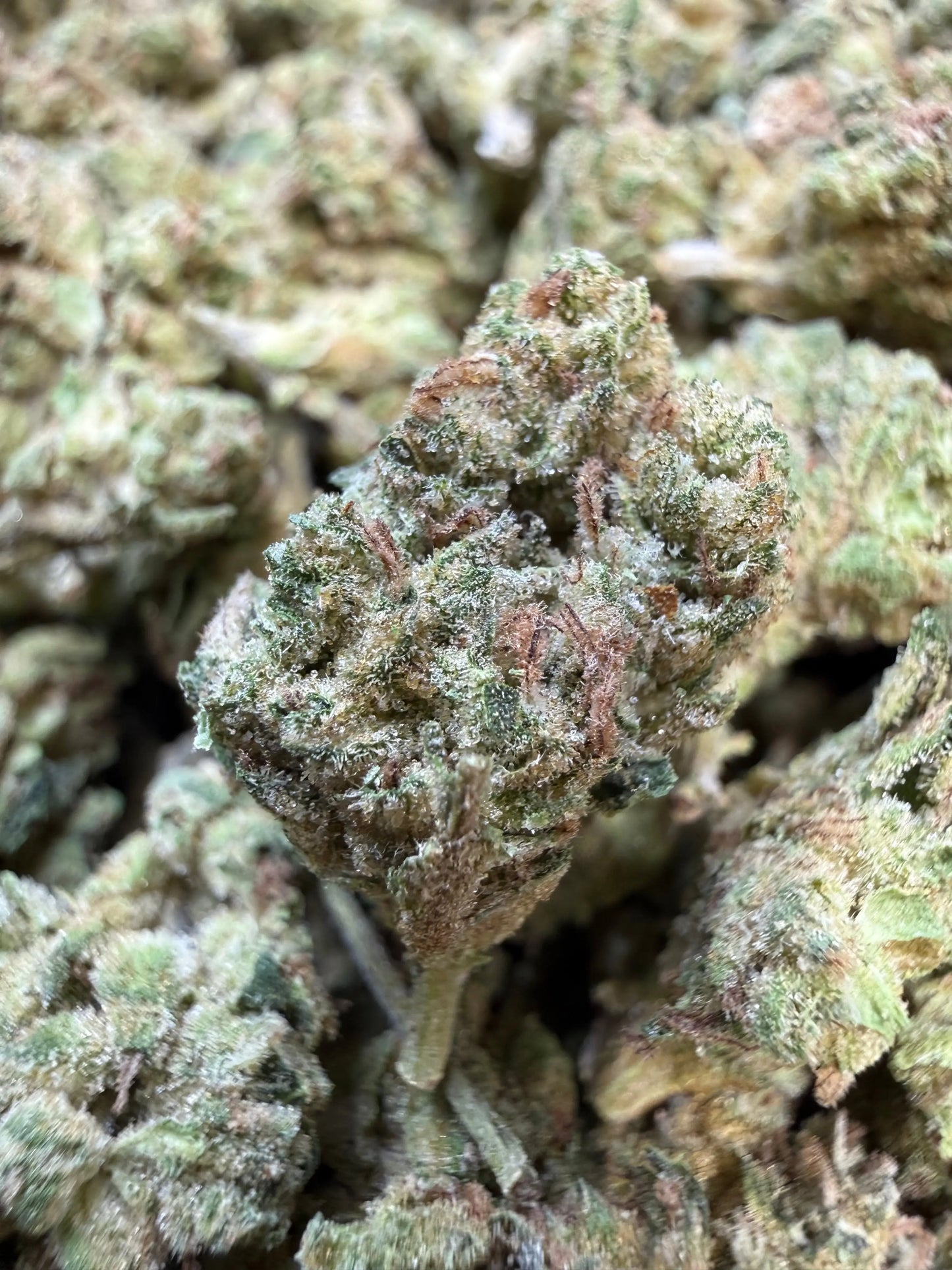 1 Pound - Ice Cream Pie THCA Strain (Small)