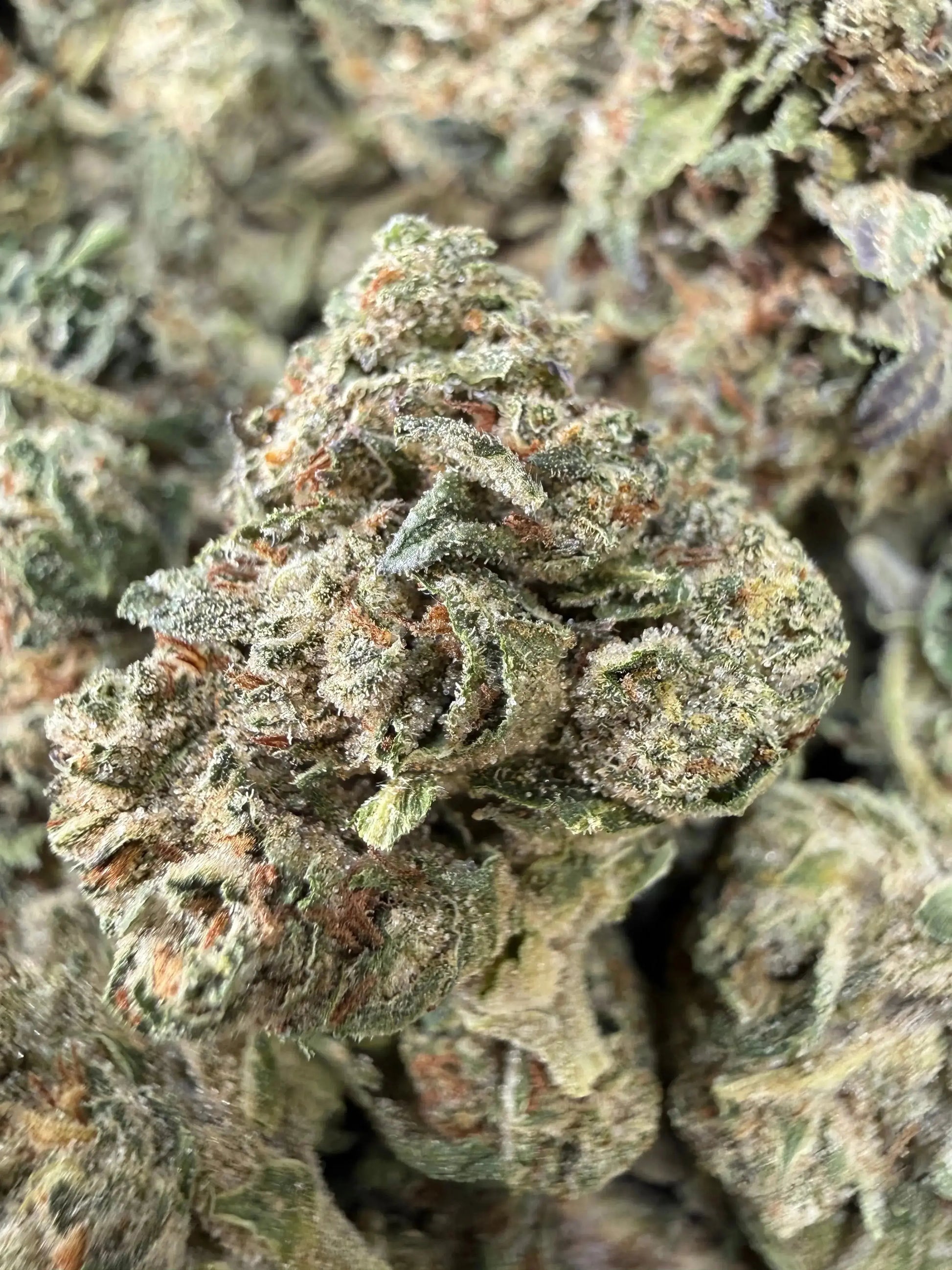 1 Pound - Jokers Runtz THCA Strain Frisco Labs