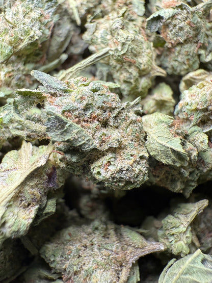 1 Pound - King Bling THCA Strain (Small) Frisco Labs