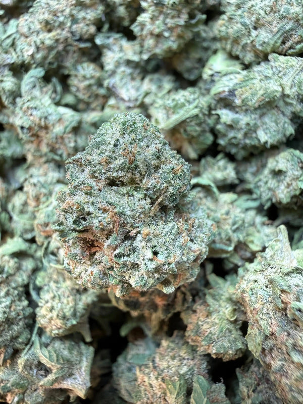 1 Pound - King Bling THCA Strain (Small)