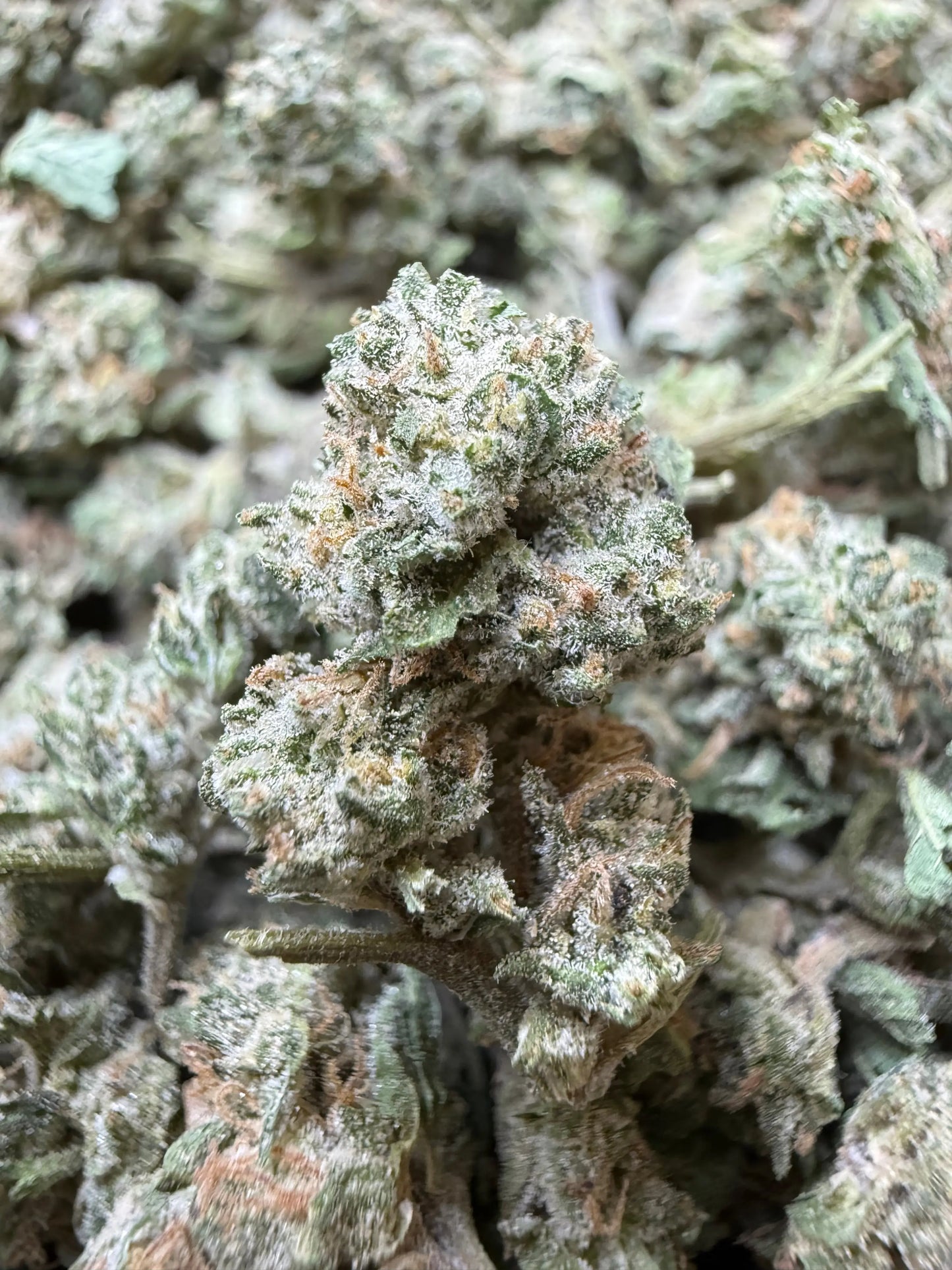 1 Pound - Kings Blend #17 THCA Strain (Small) Frisco Labs