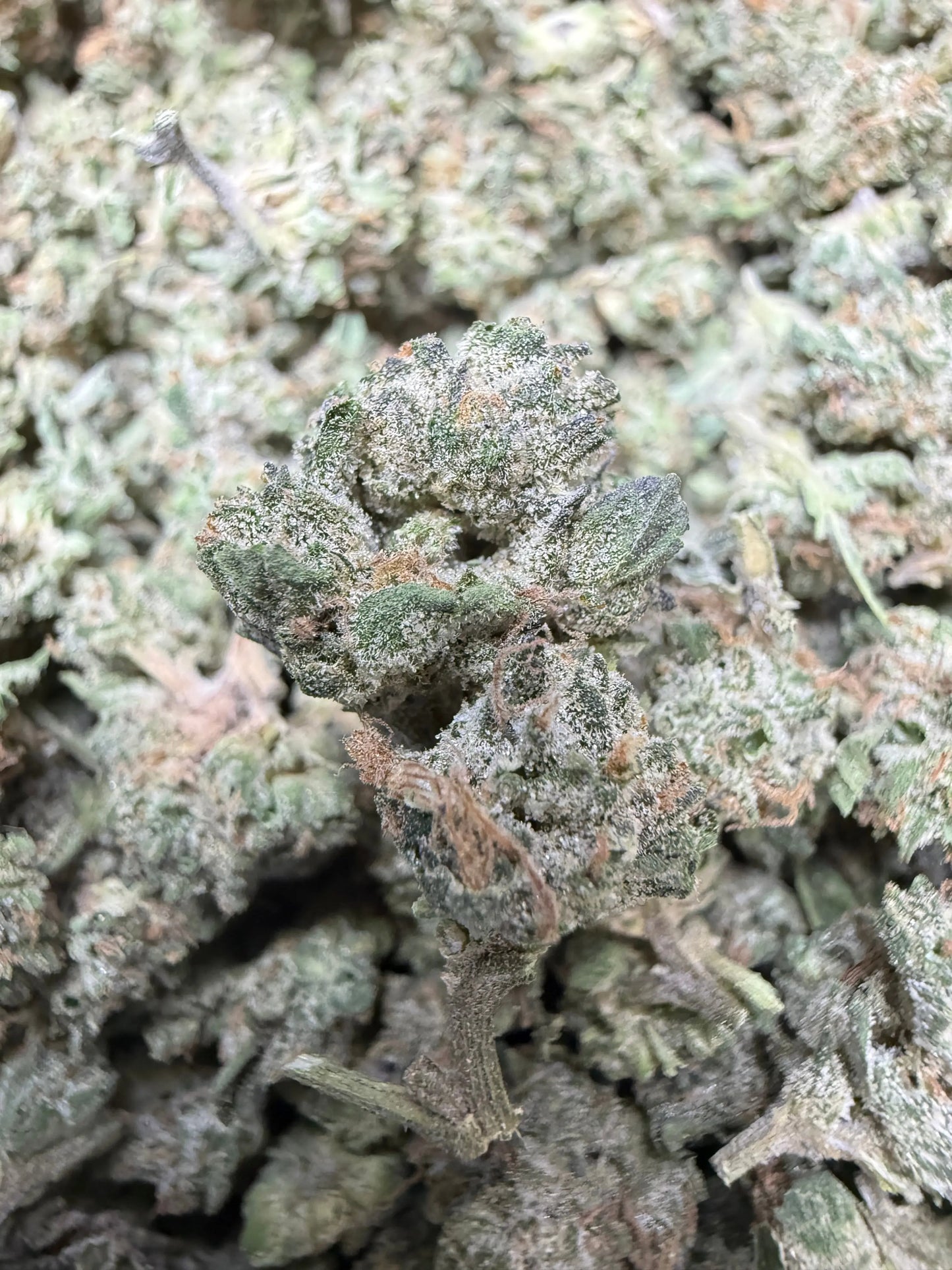 1 Pound - Kings Blend #17 THCA Strain (Small) Frisco Labs