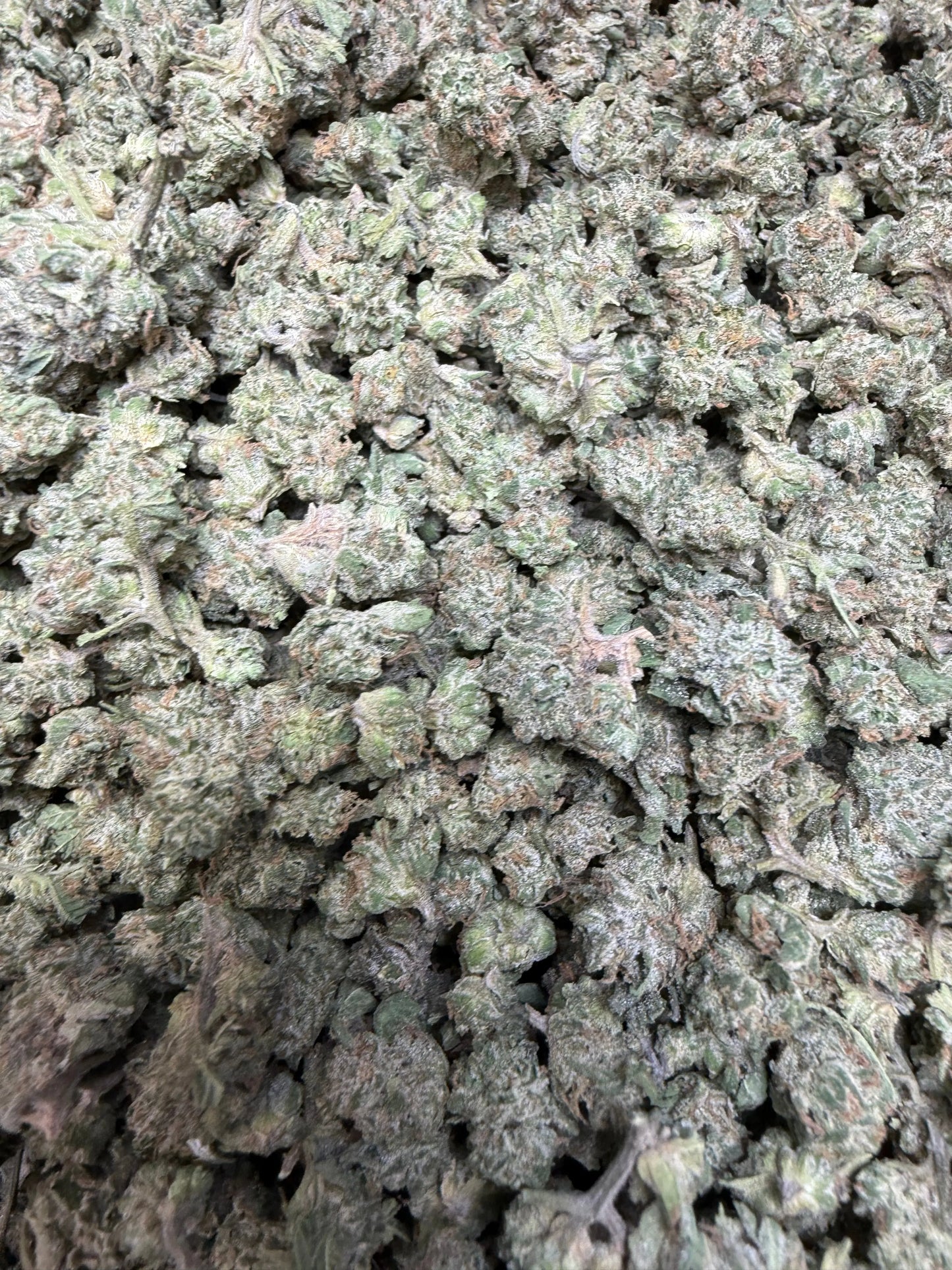 1 Pound - Kings Blend #17 THCA Strain (Small) Frisco Labs